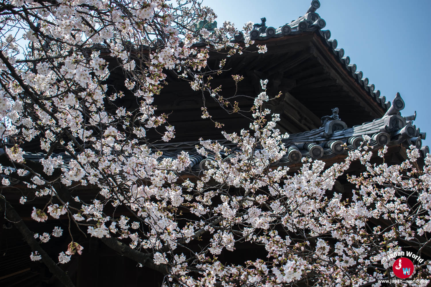 Toiture du temple Tōchō-ji derrière des branches couvertes de fleurs blanches