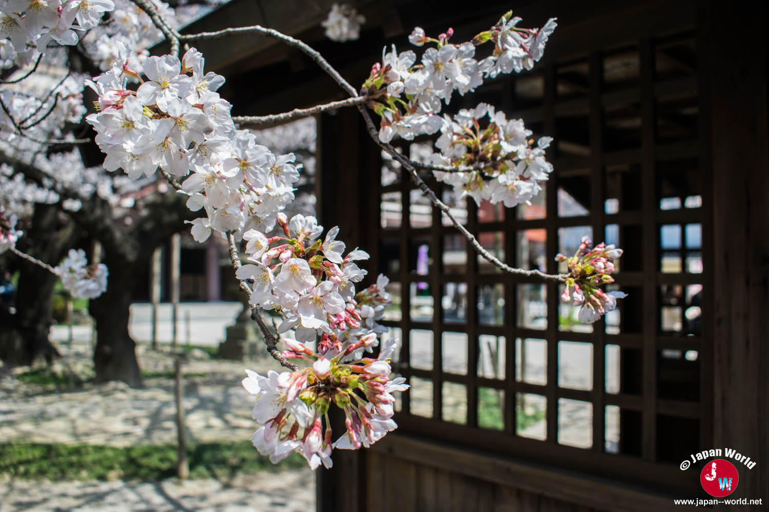 Branche de cerisier en fleurs devant une galerie en bois du temple Tōchō-ji