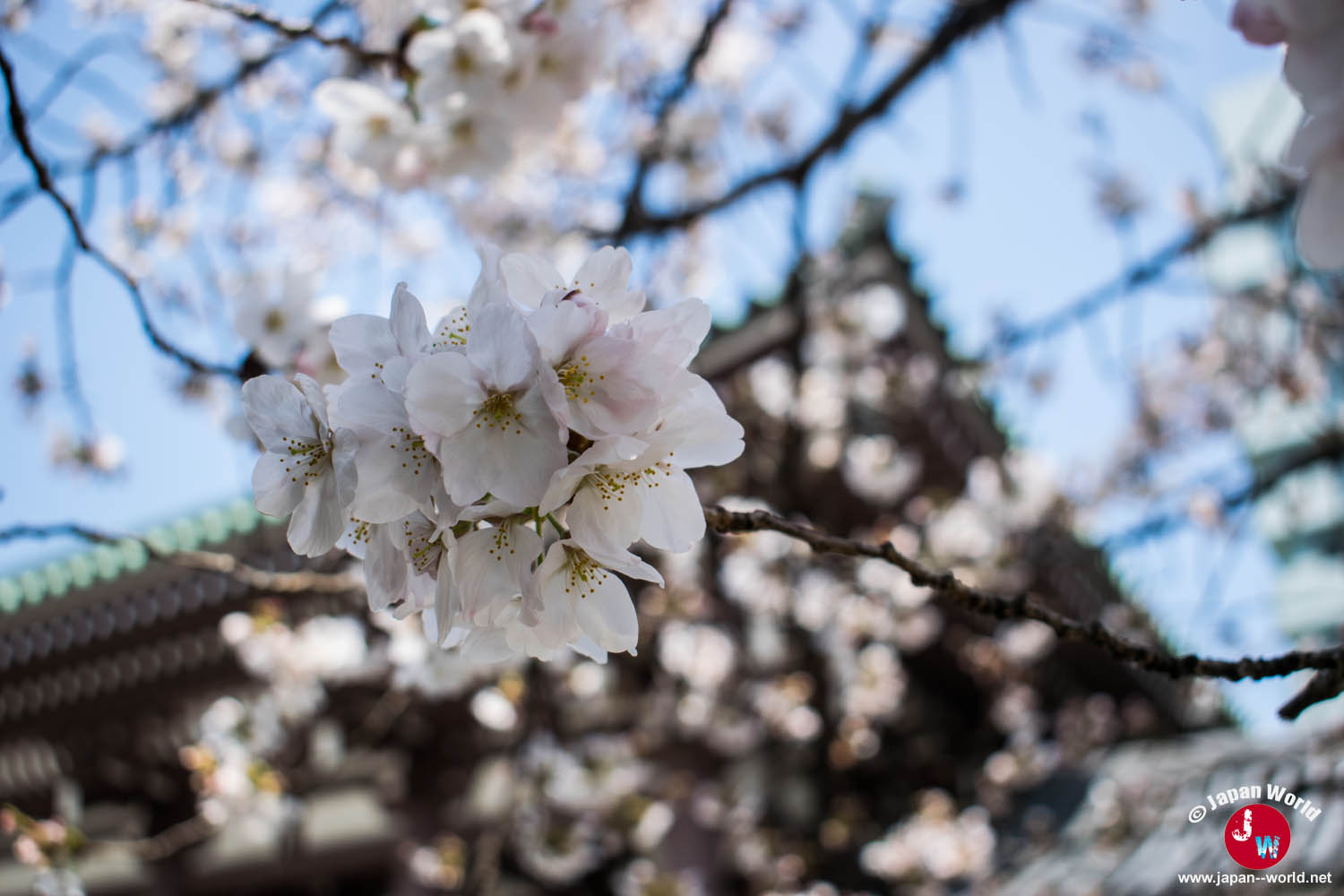 Fleurs de cerisier blanches avec le temple Tōchō-ji en arrière-plan