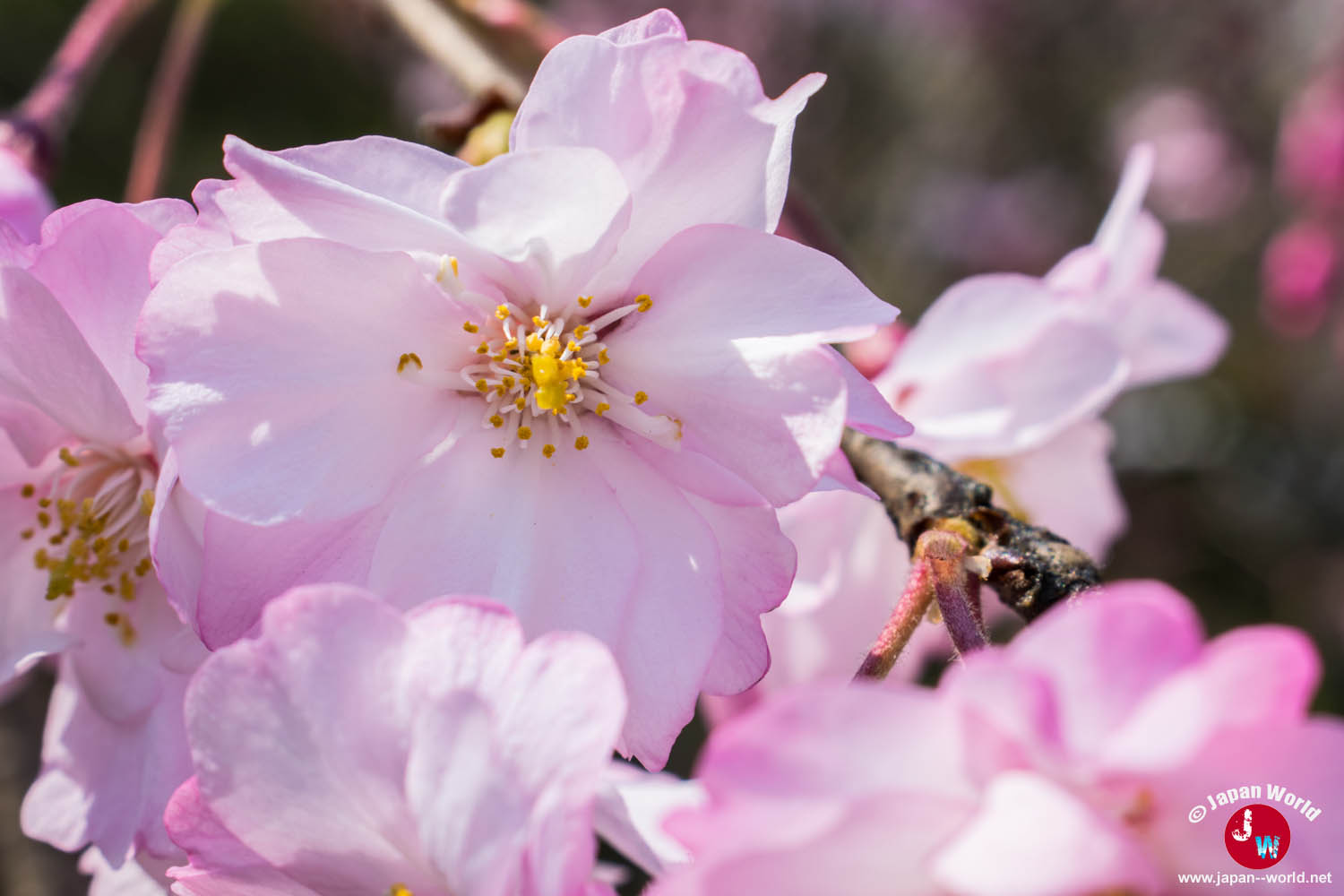 Abeille butinant une fleur de cerisier rose au temple Tōchō-ji