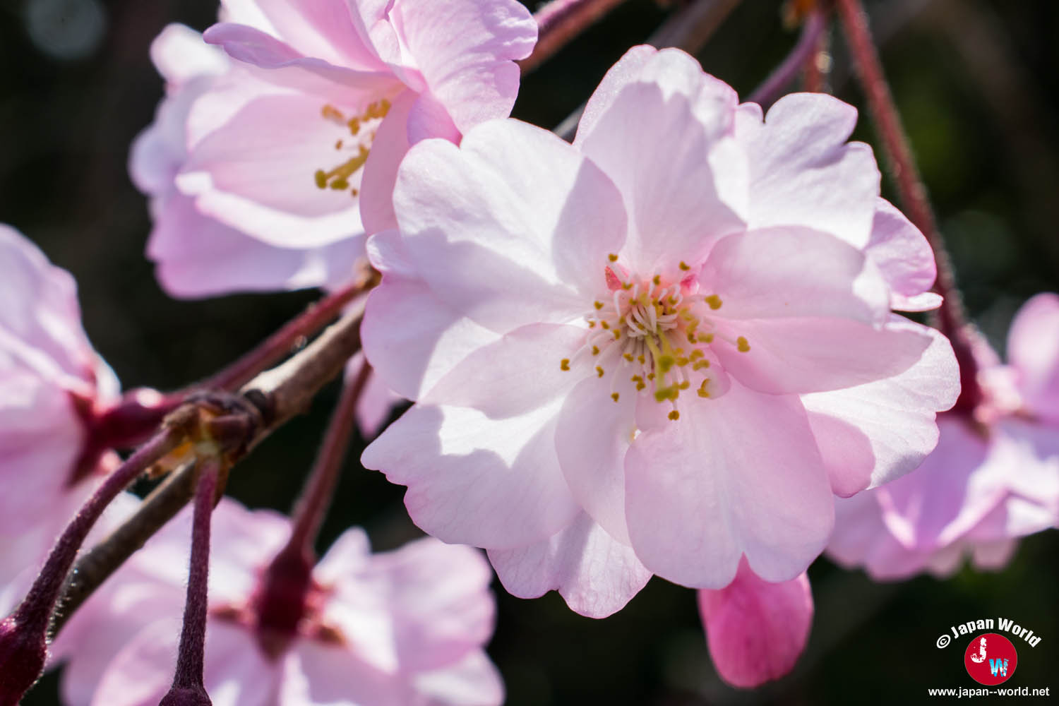 Deux fleurs de cerisier roses ouvertes sur une branche au temple Tōchō-ji