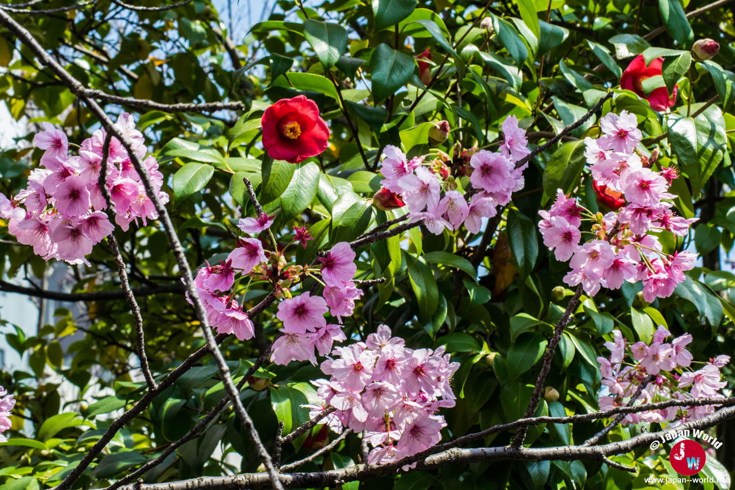 Fleurs de cerisier roses mêlées au feuillage d'un camélia au temple Tōchō-ji