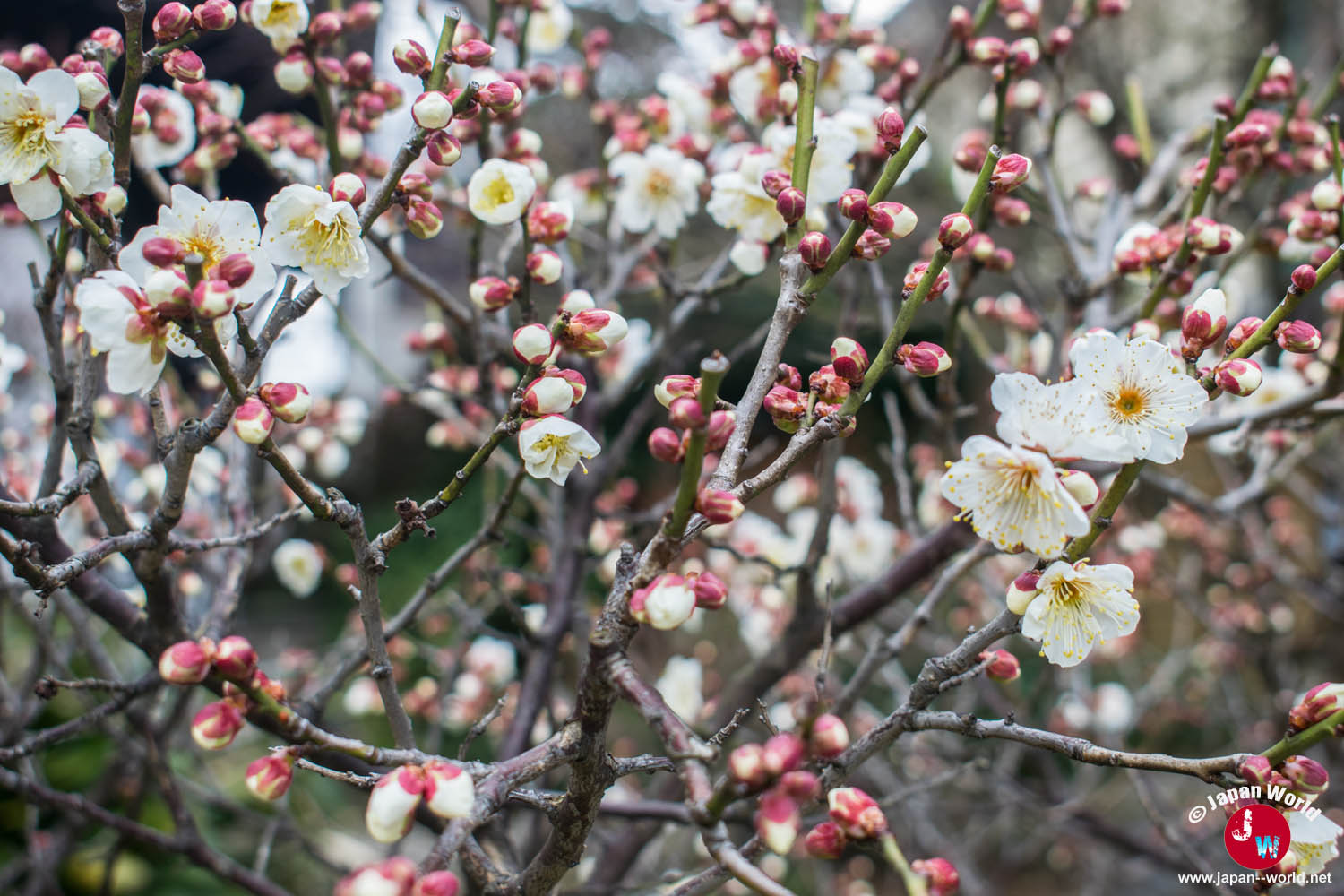 Fleurs au temple Tocho-ji au début du printemps