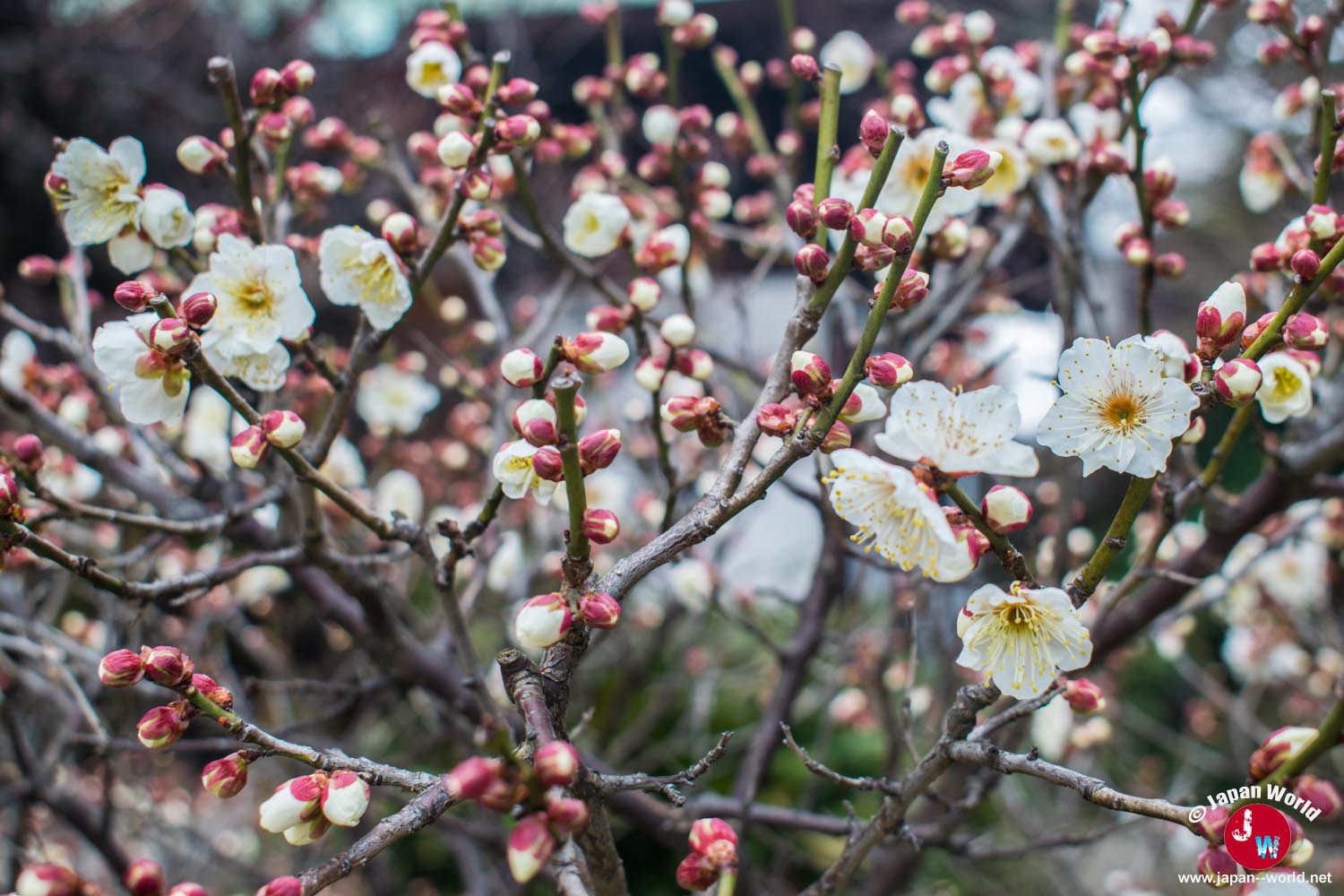 Floraison au temple Tocho-ji pendant Setsubun