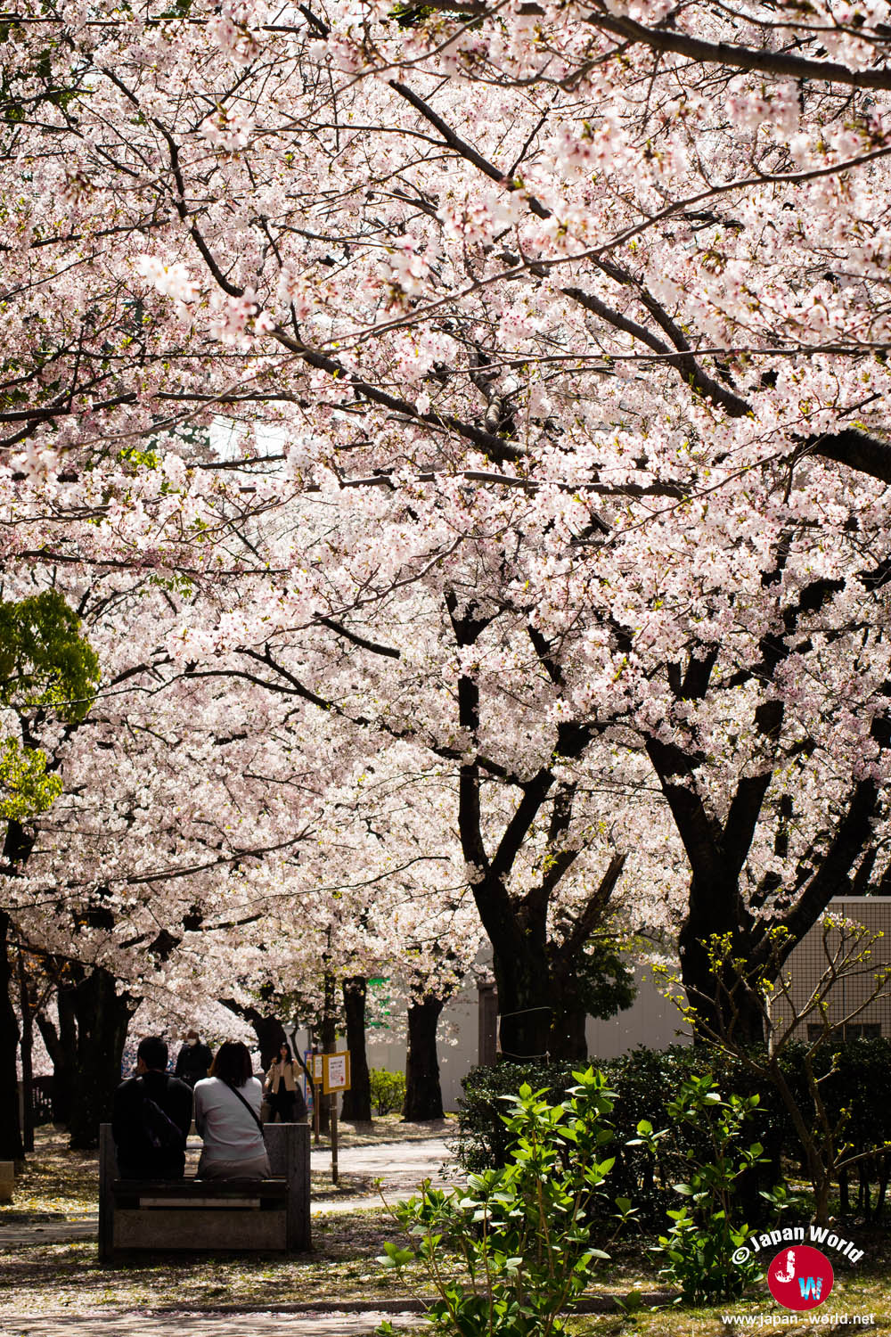 Tenjin Central Park au mois de mars avec les cerisiers en fleurs