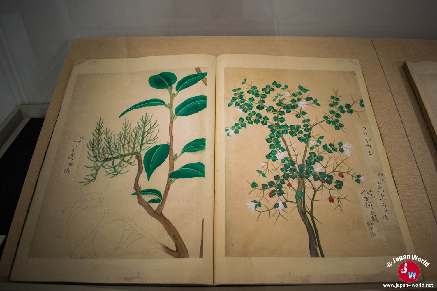 Livre ancien ouvert sur deux illustrations botaniques d'arbres et de plantes