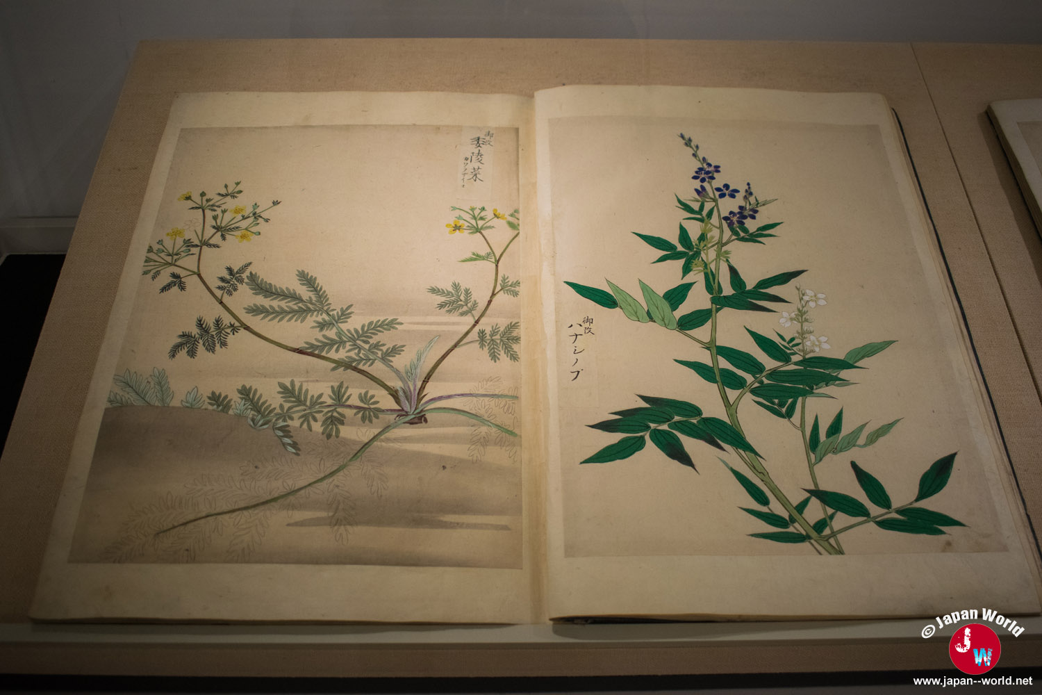 Livre ancien ouvert sur deux dessins botaniques de plantes japonaises