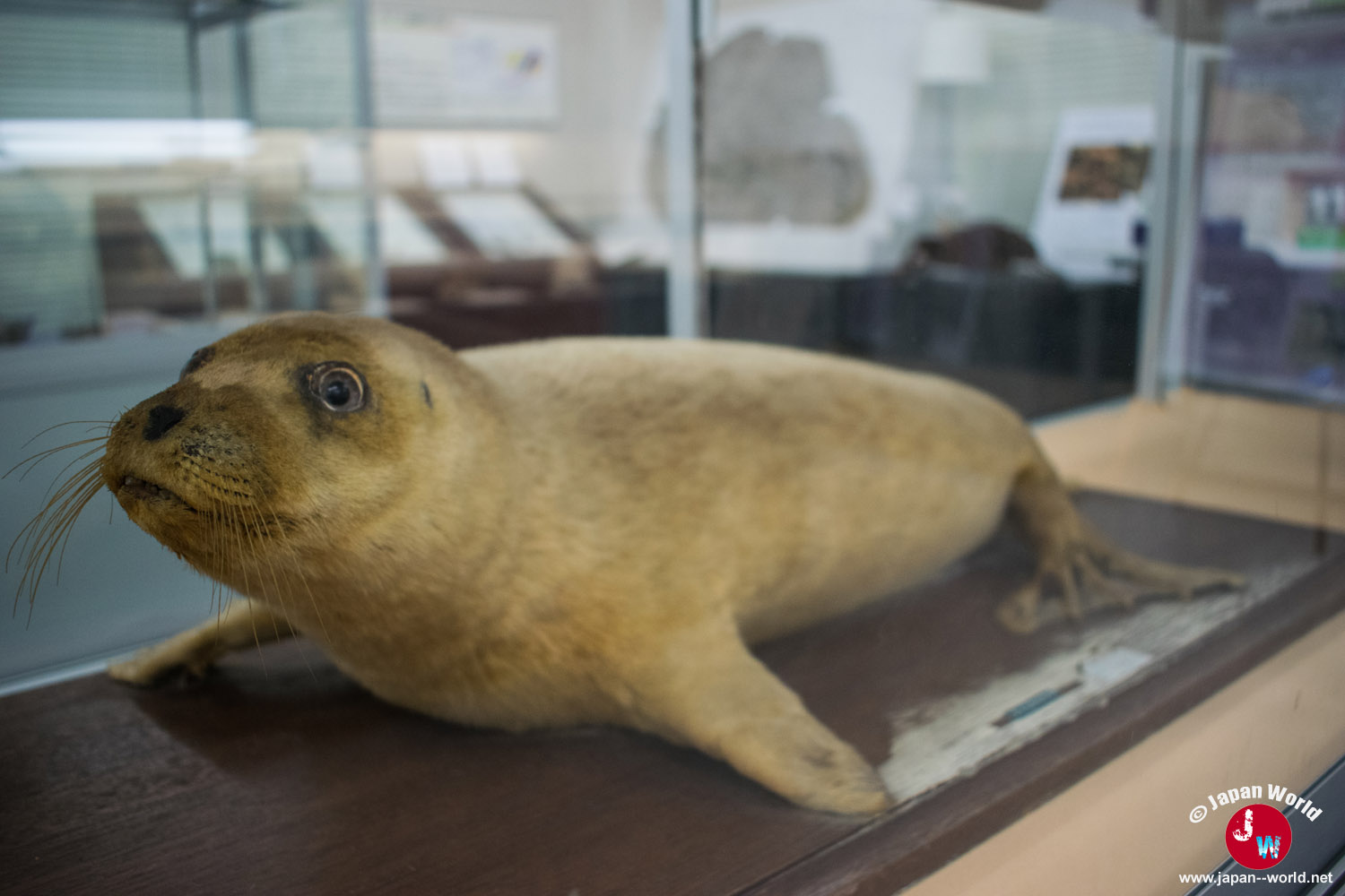 Phoque naturalisé présenté dans la collection zoologique du musée