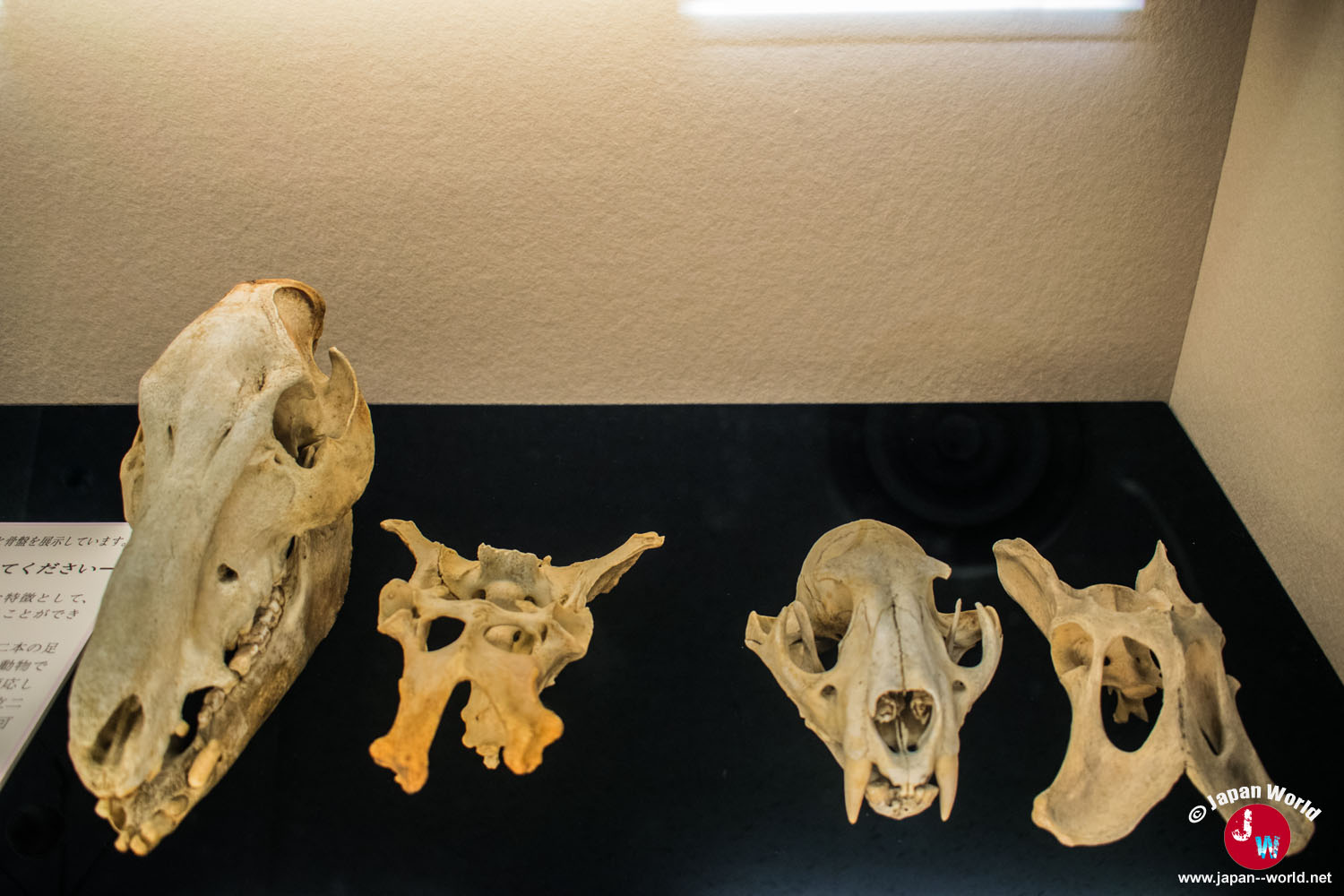 Crânes et vertèbres de plusieurs animaux exposés dans la collection zoologique