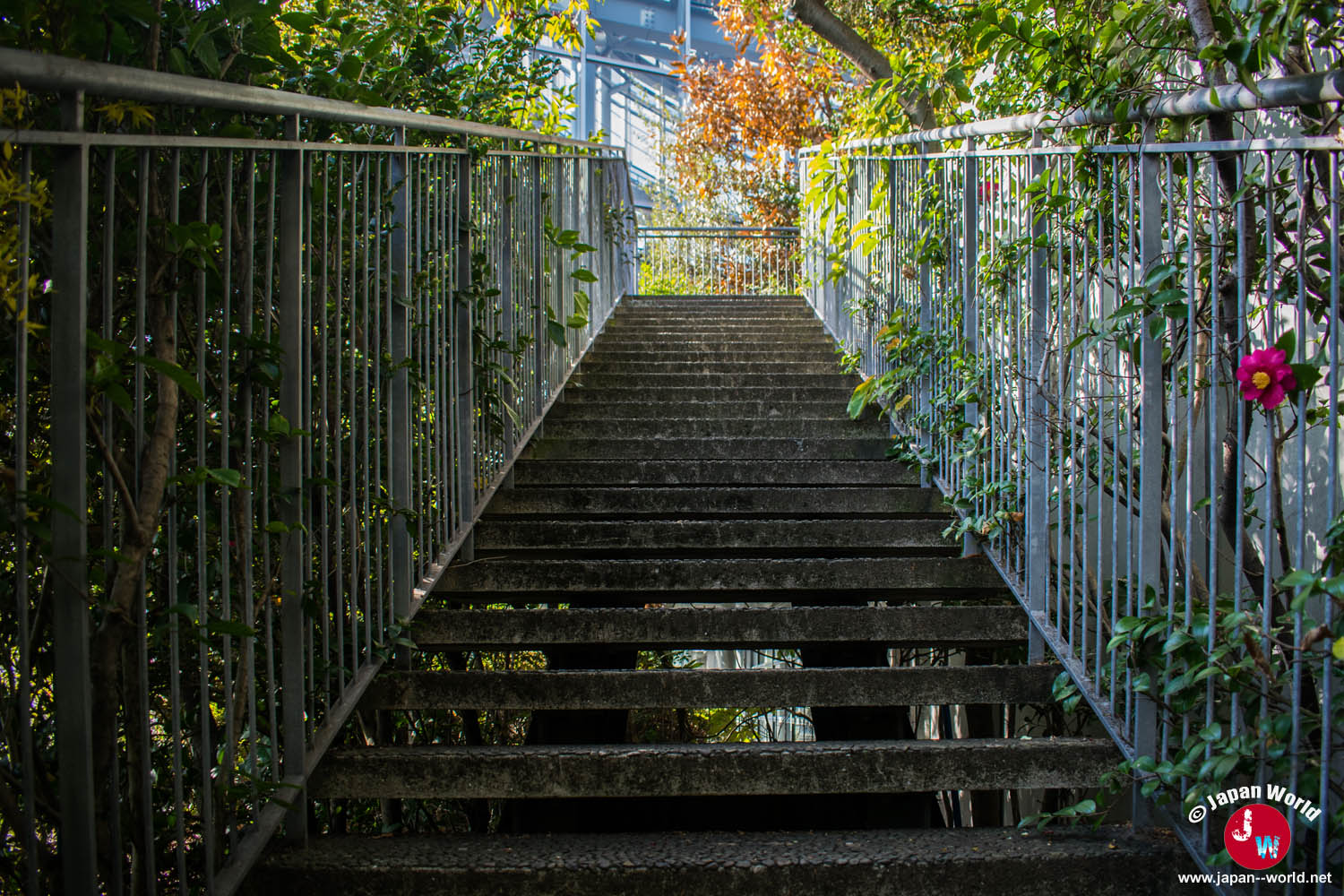 Escalier extérieur entouré de végétation sur le parcours de l'observatoire
