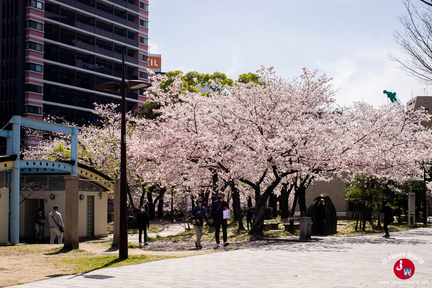 Entrée du Tenjin Central Park bordée de cerisiers en pleine floraison