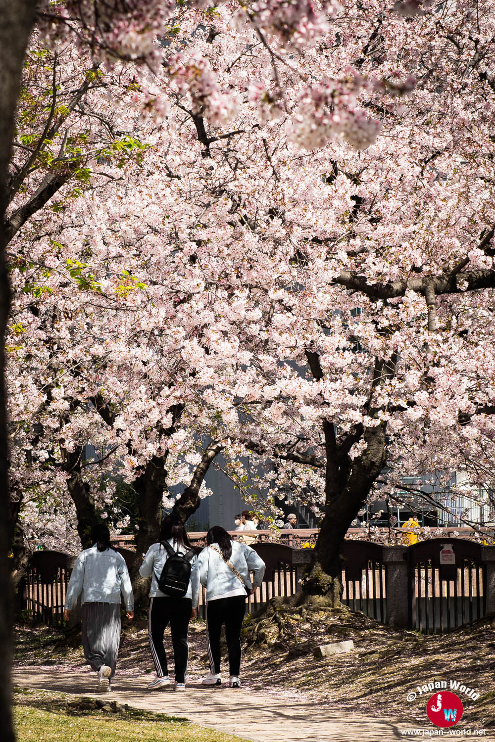 Promeneuses avançant sous les cerisiers en fleurs du Tenjin Central Park