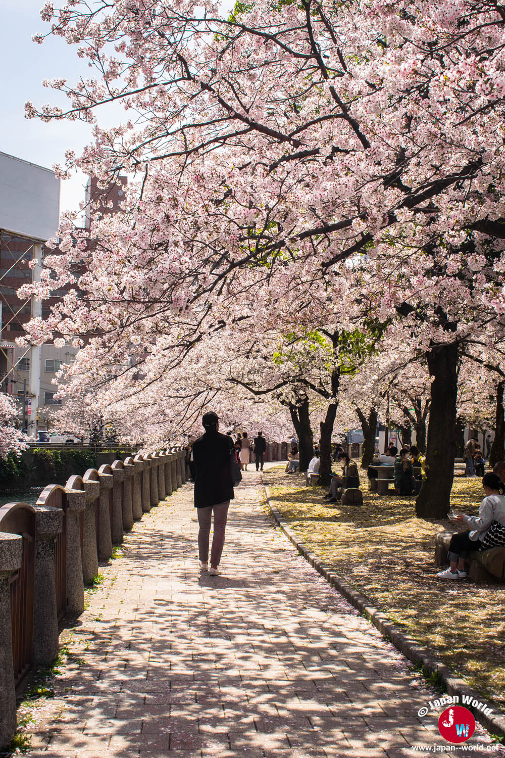 Promenade le long de la rivière sous les cerisiers du Tenjin Central Park