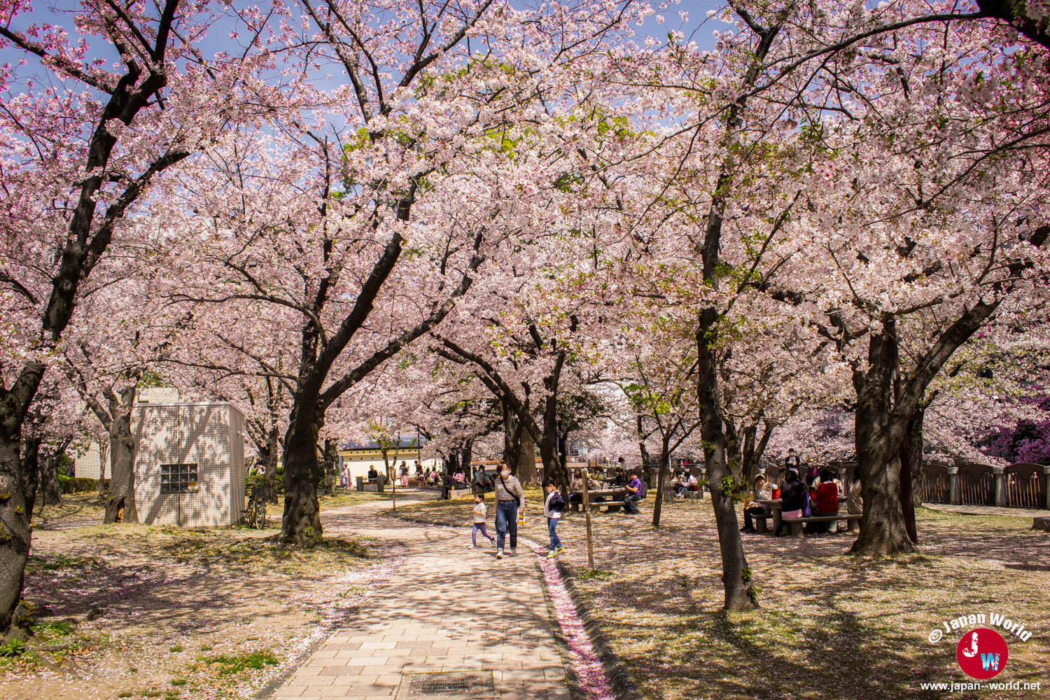 Familles profitant des cerisiers en fleurs au centre du Tenjin Central Park