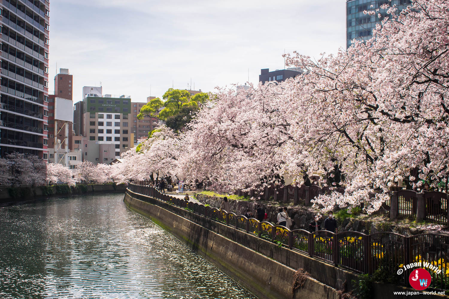 Rivière bordée de cerisiers en fleurs et d'immeubles à Tenjin