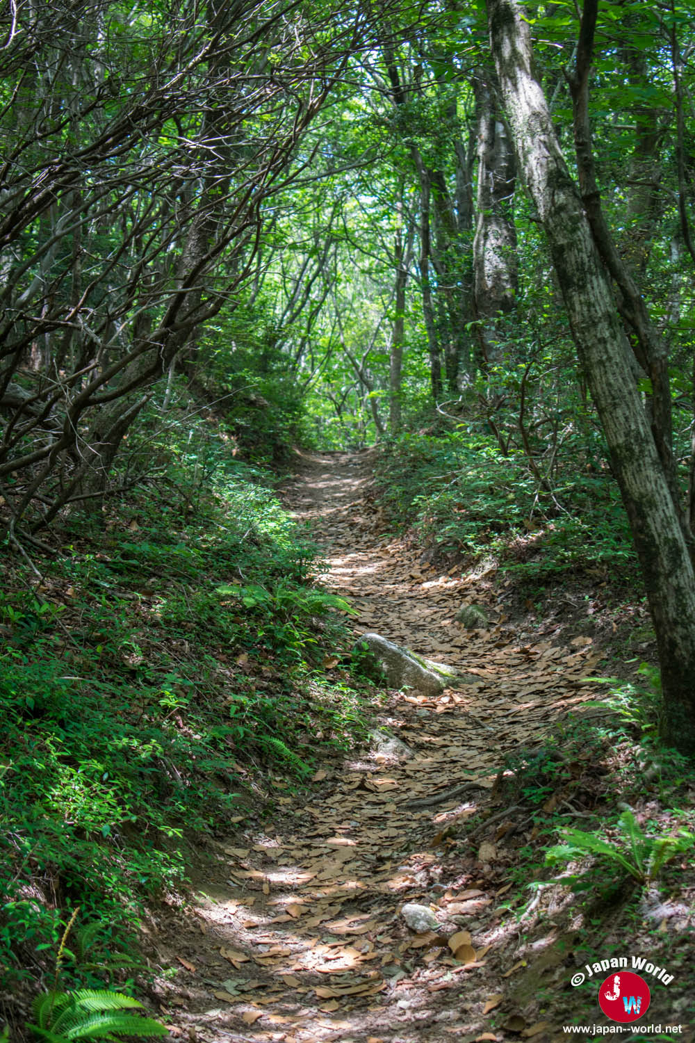Sentier étroit traversant la forêt vers le mont Sangunsan