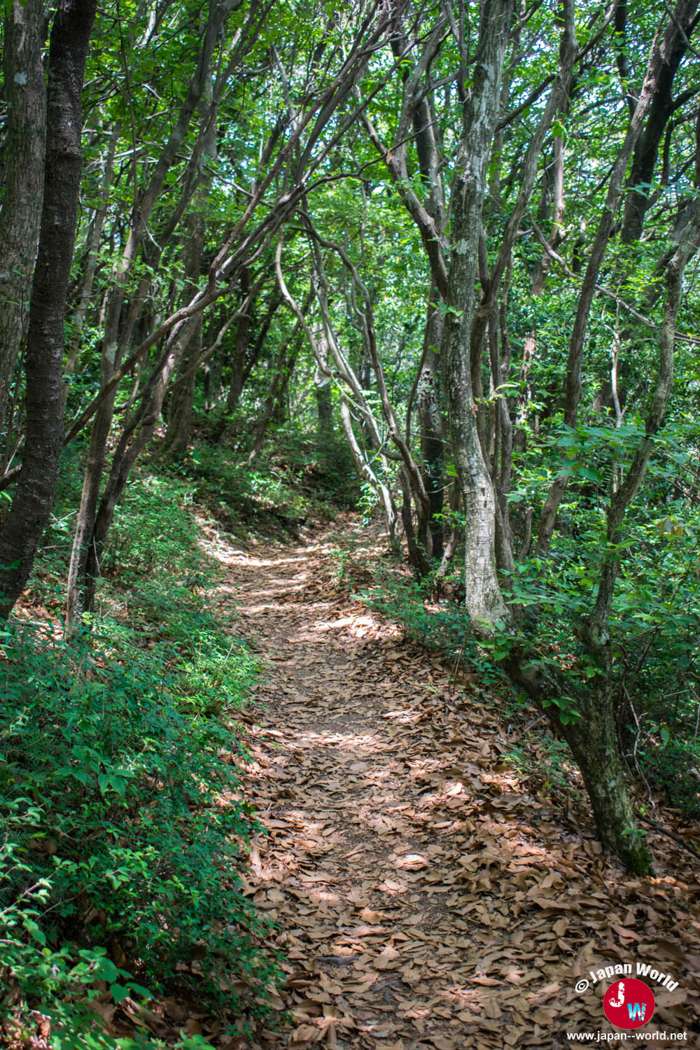 Chemin couvert de feuilles sous les arbres de Sangunsan