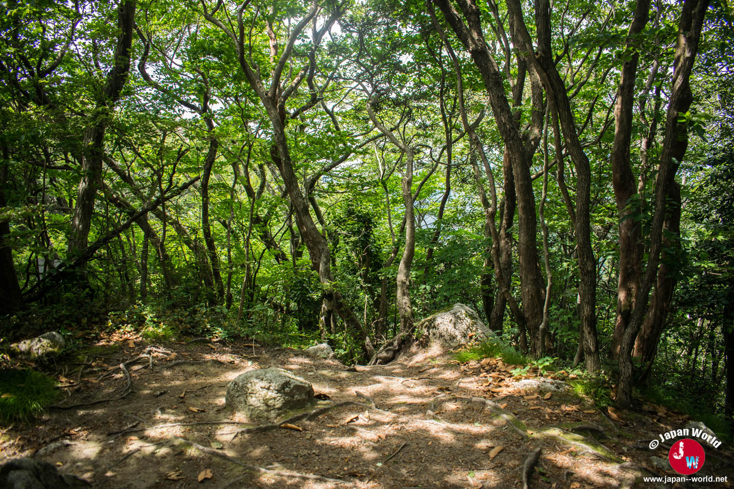 Sommet boisé sans panorama près du mont Sangunsan
