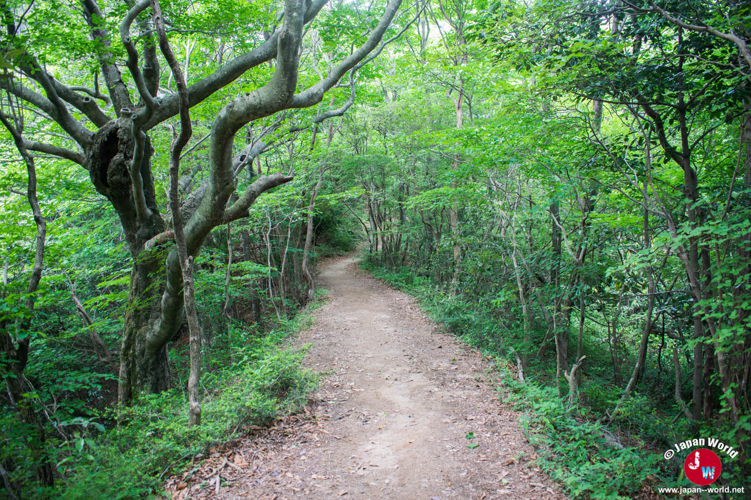 Large chemin paisible au milieu de la forêt de Sangunsan