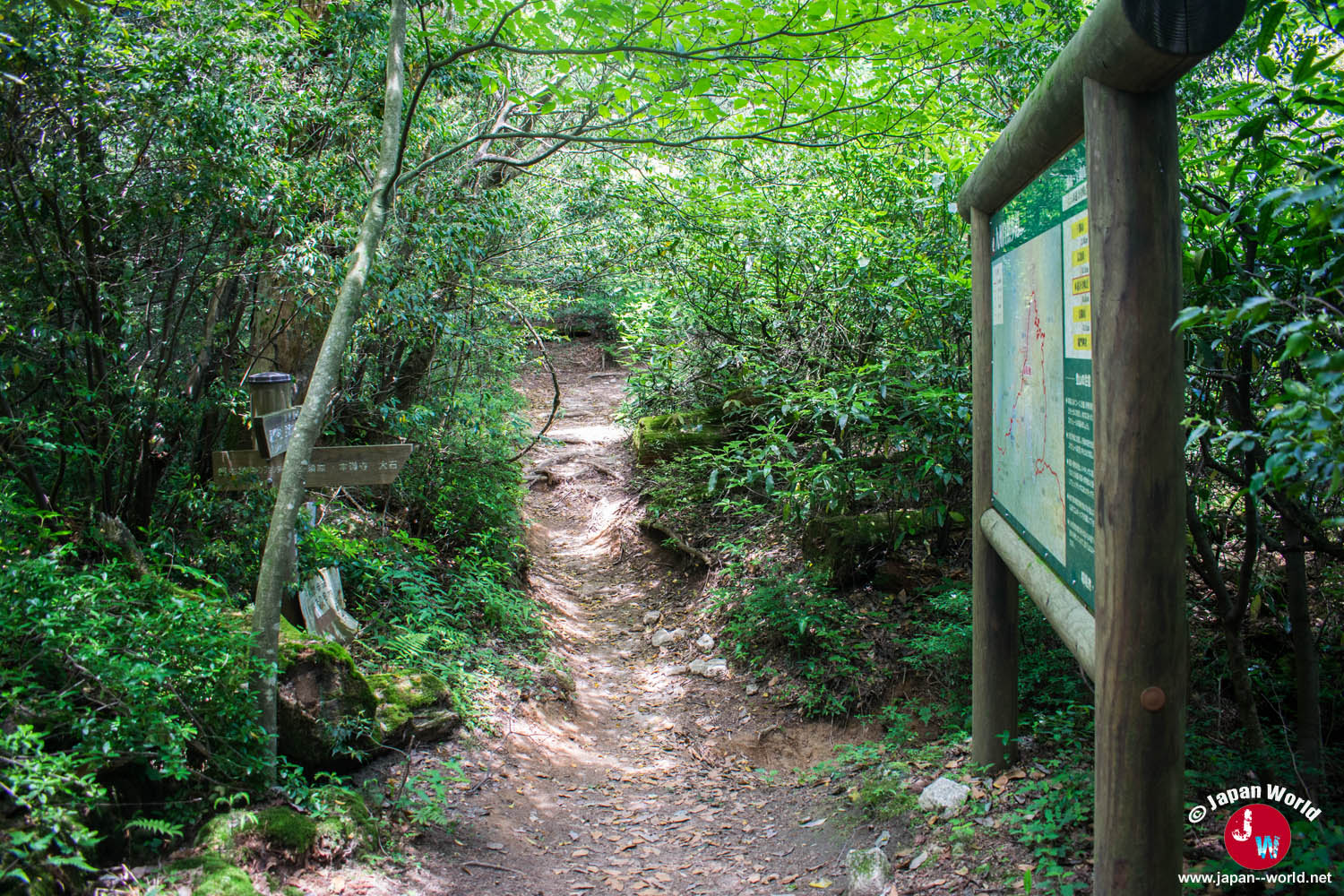 Sentier forestier en direction du sommet de Bucchozan