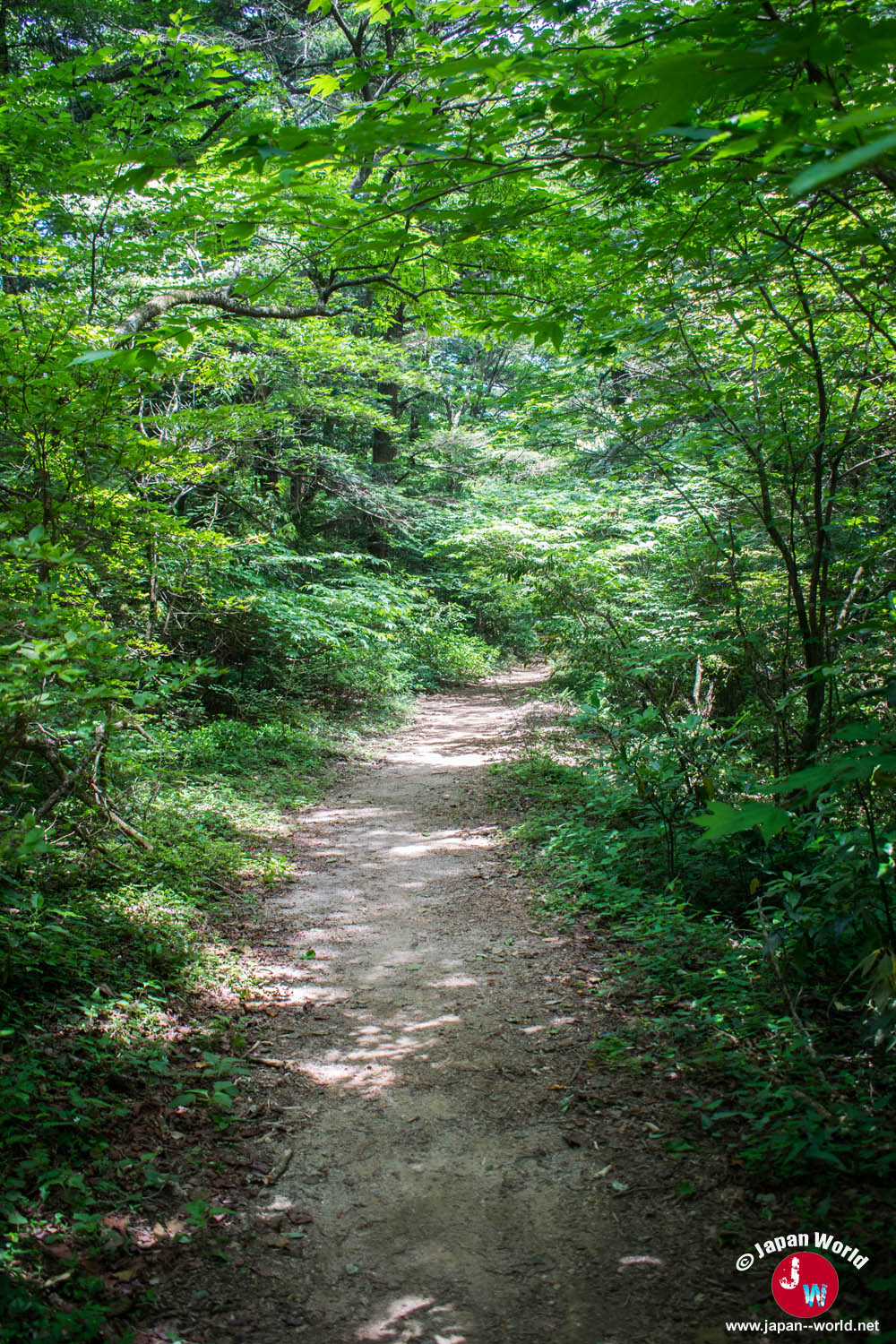 Étroit sentier entouré d'arbres vers le mont Sangunsan