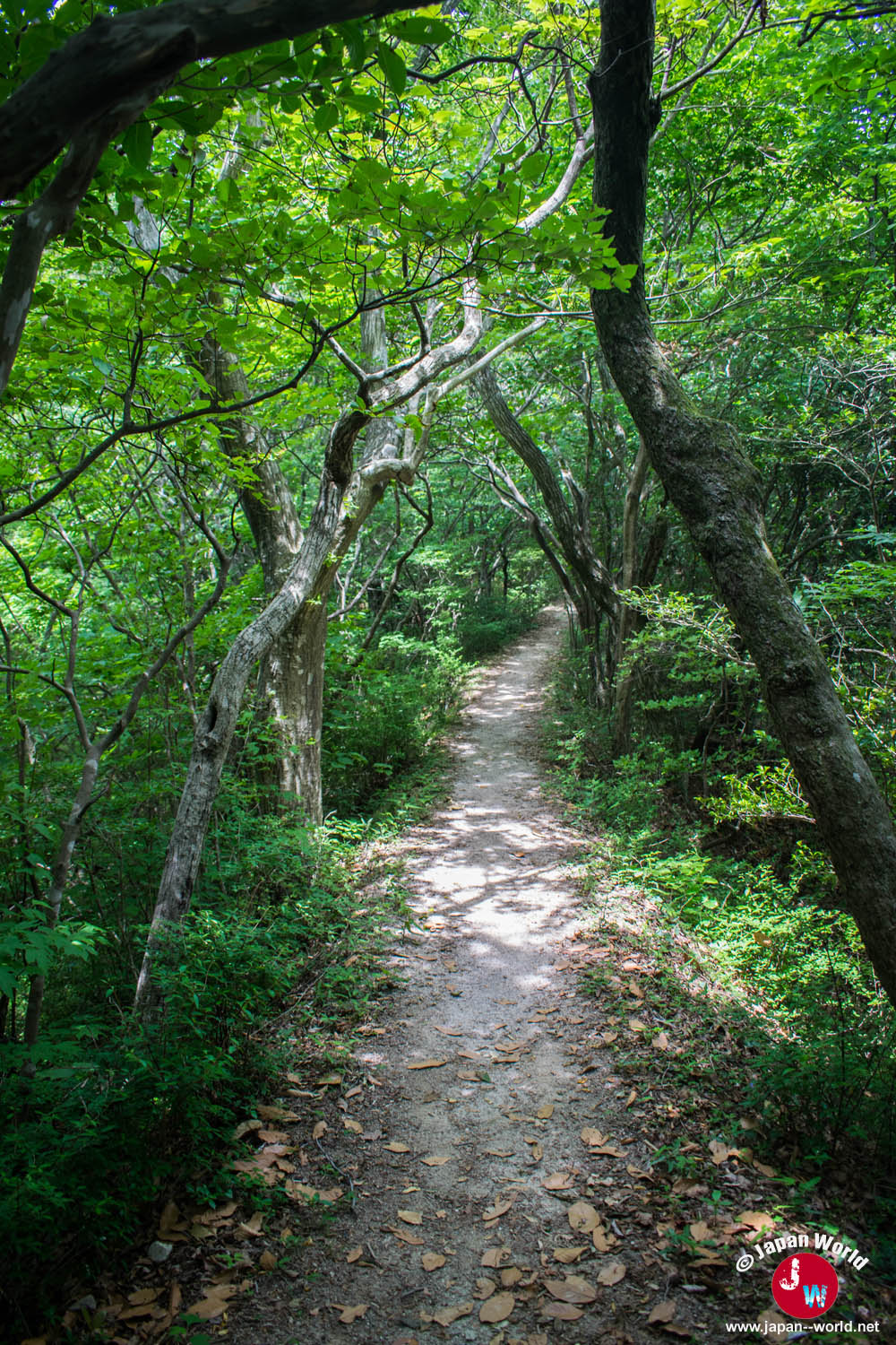 Chemin forestier couvert de feuilles en direction de Sangunsan
