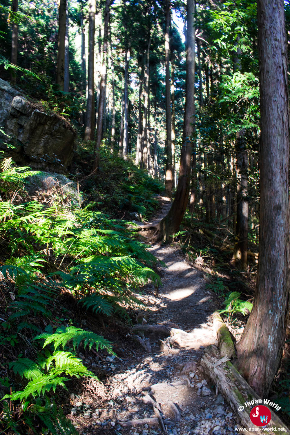 Sentier de racines entre les sugi vers le temple de Takamizu