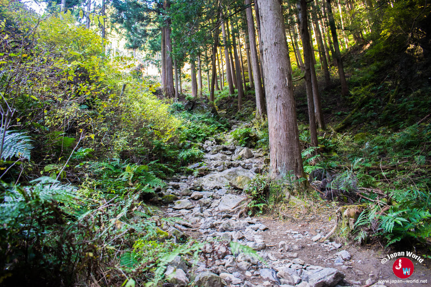 Sentier rocheux traversant la forêt de Takamizu-sanzan