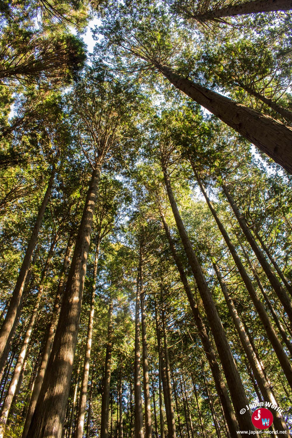 Grands sugi vus depuis le sentier de Takamizu-sanzan