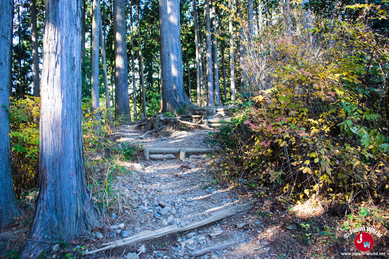 Sentier forestier éclairé par le soleil à Takamizu-sanzan