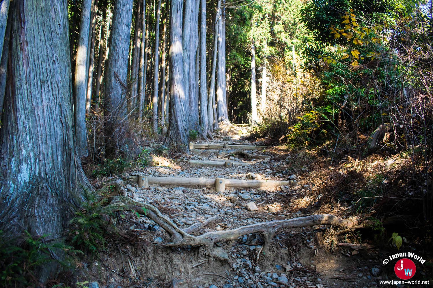 Chemin couvert de racines dans la forêt de Takamizu-sanzan