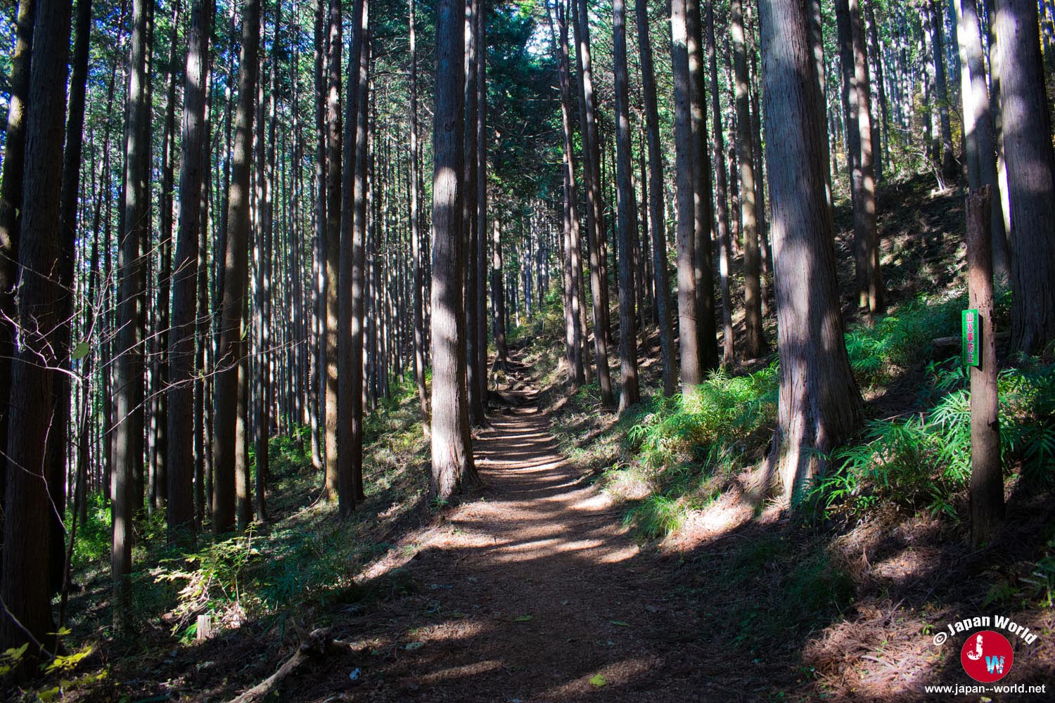 Allée entre les troncs de sugi vers le temple de Takamizu