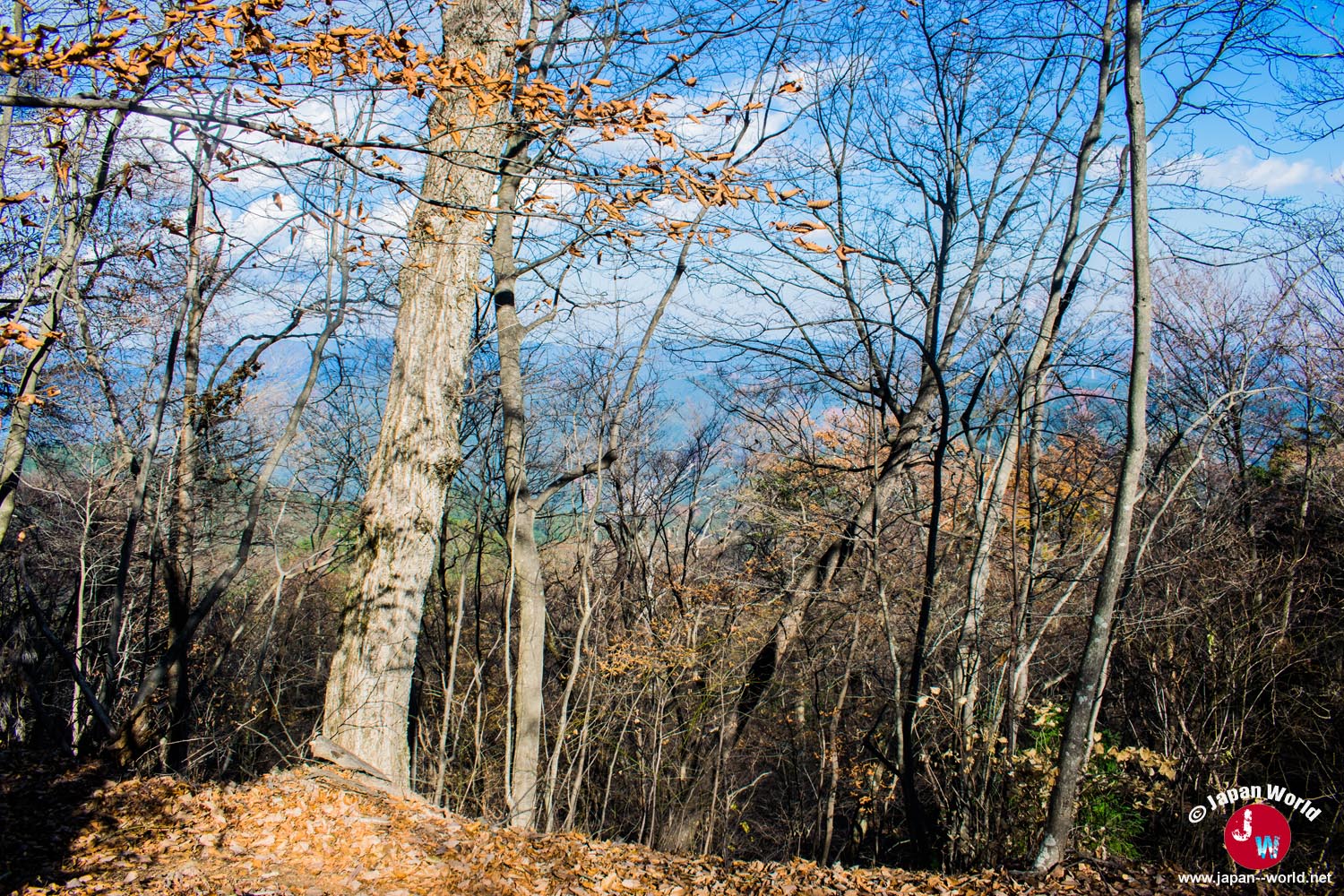 Vue obstruée par les arbres au sommet du mont Takamizu