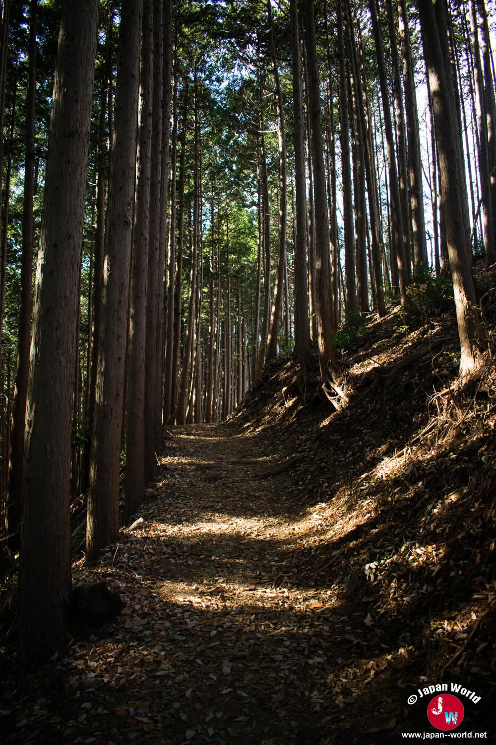 Sentier étroit entre les sugi vers le mont Iwatakeishi