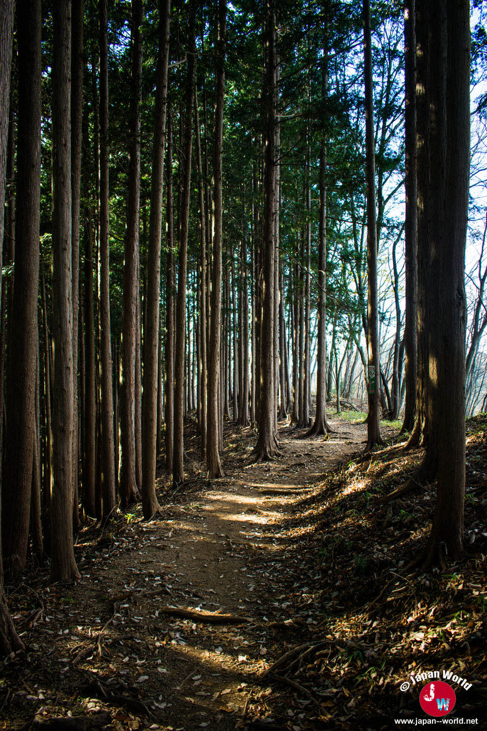 Chemin sombre dans la forêt en direction d'Iwatakeishi