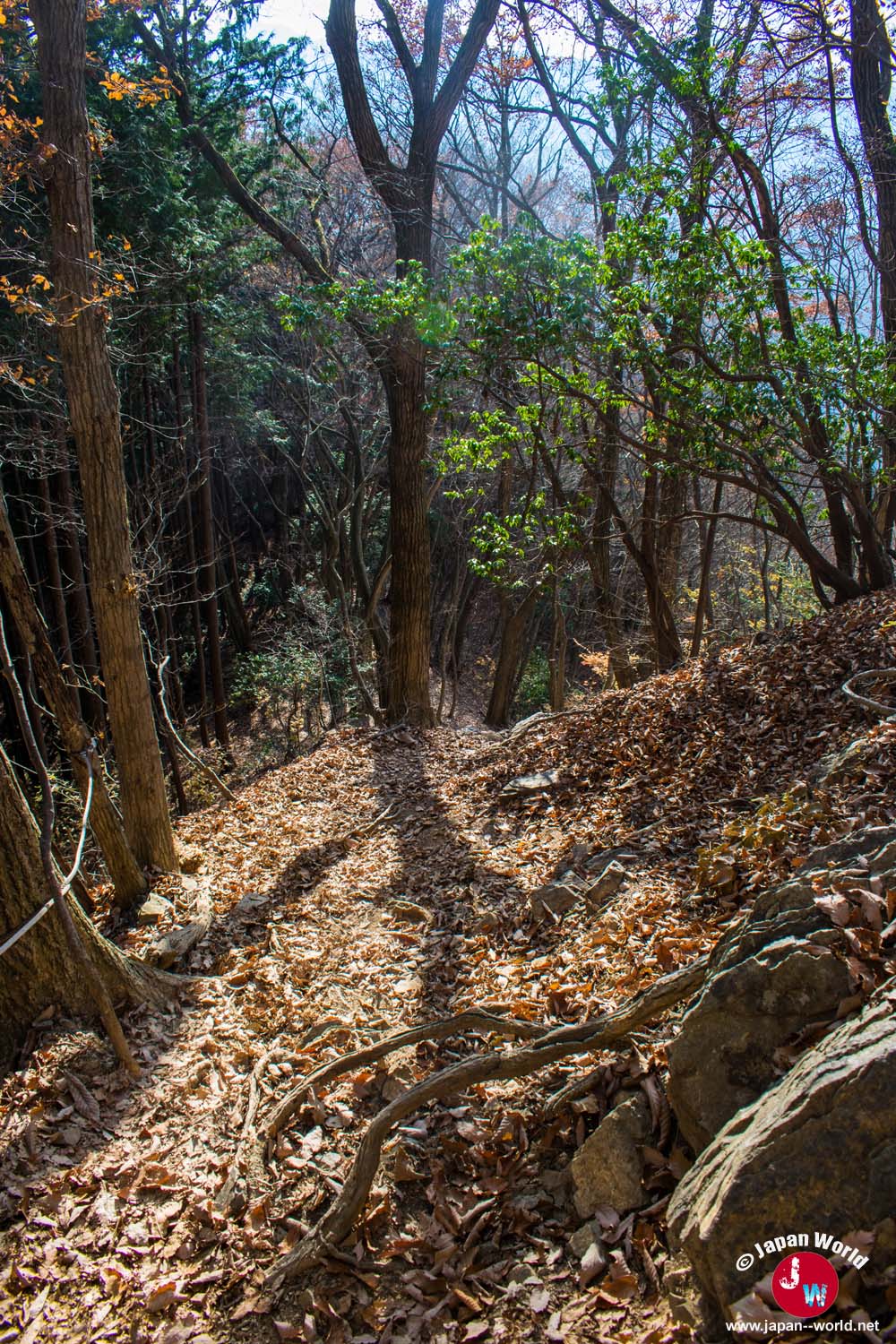 Descente forestière vers le mont Sogaku