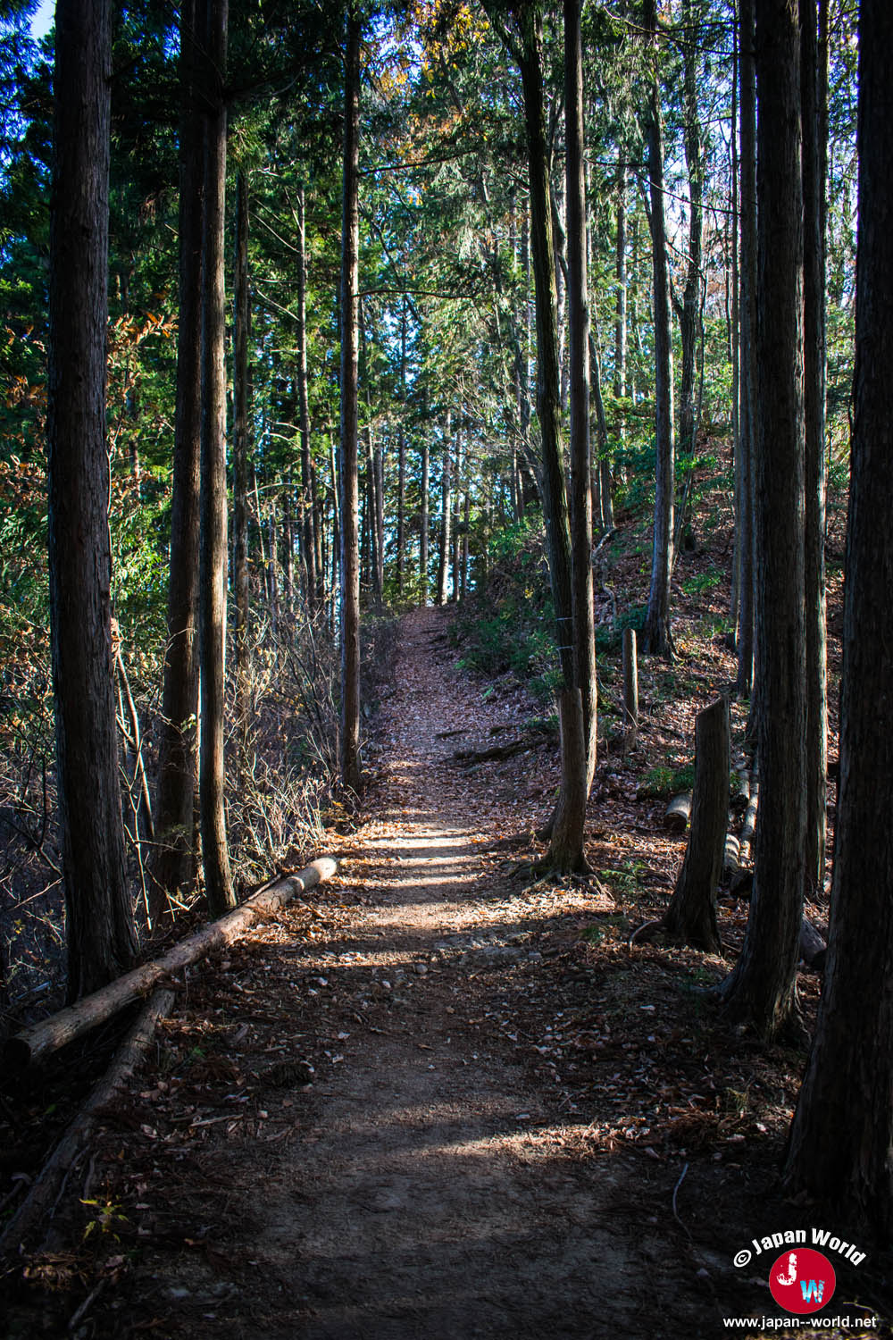Chemin en lacets parmi les sugi vers le mont Sogaku