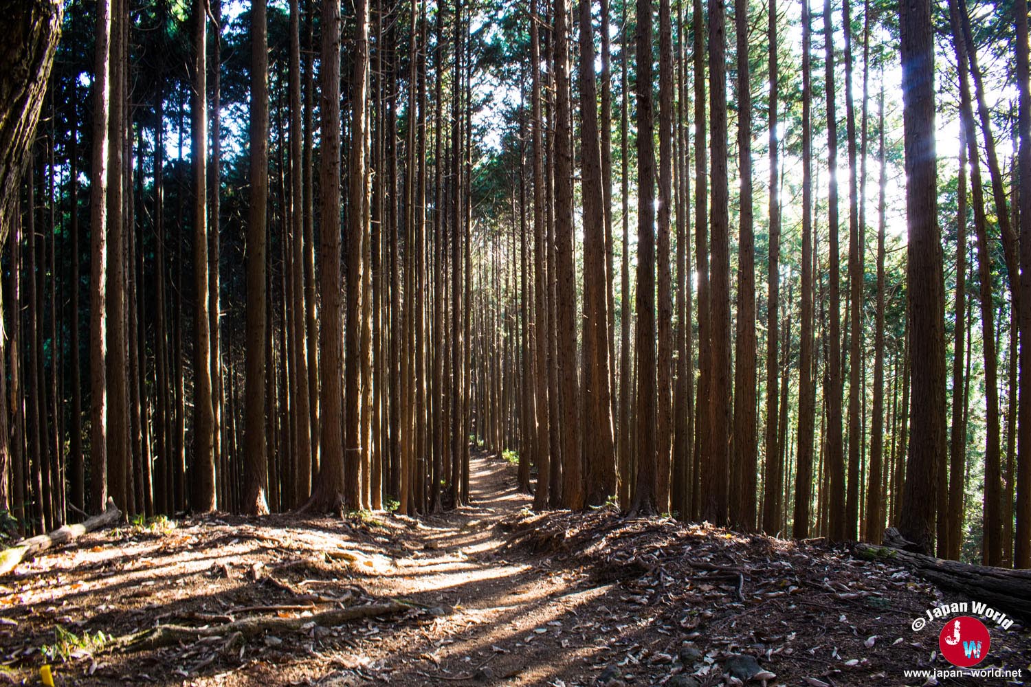 Sentier forestier en direction du mont Sogaku