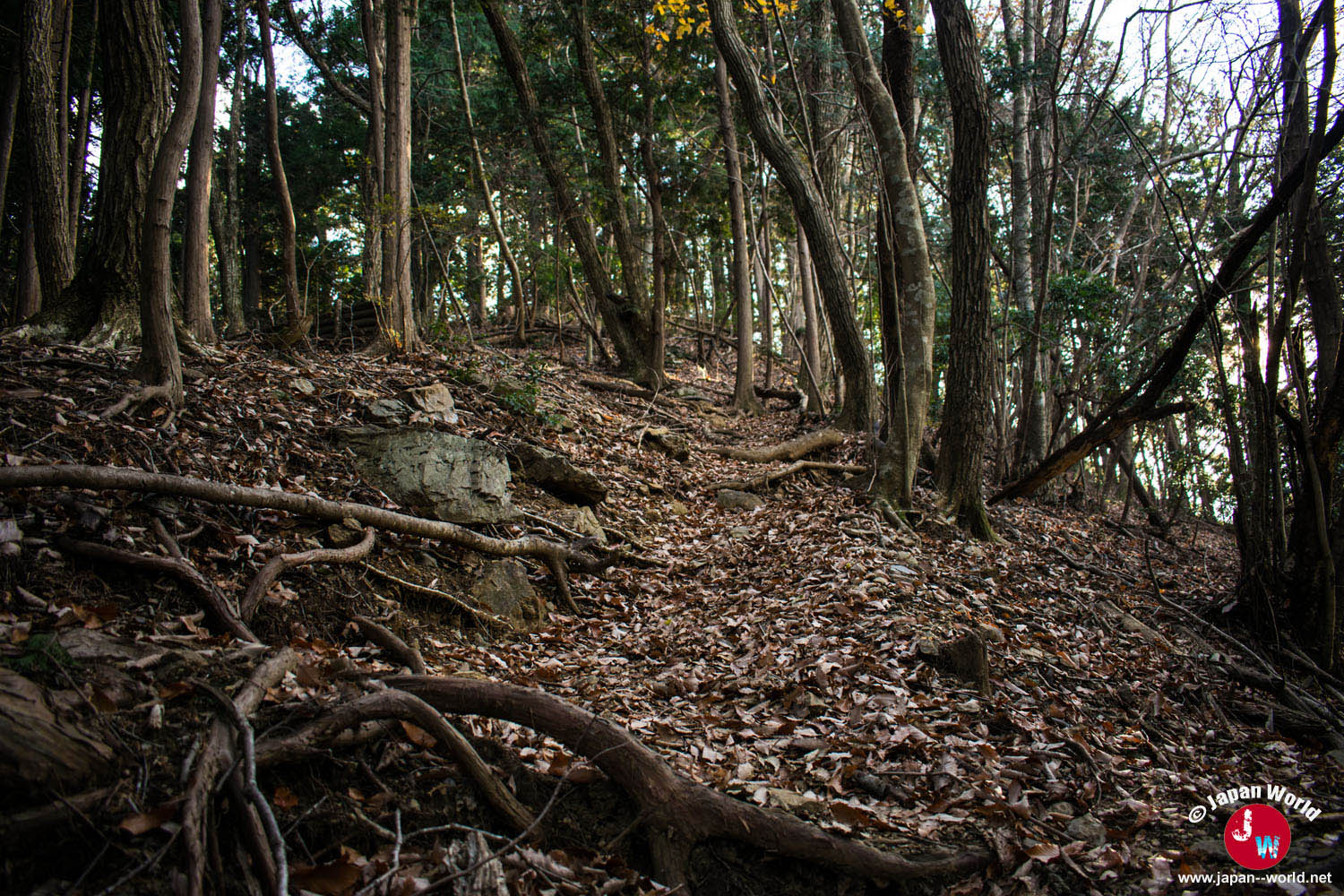 Semblant de sentier entre les arbres avant le sommet de Sogaku