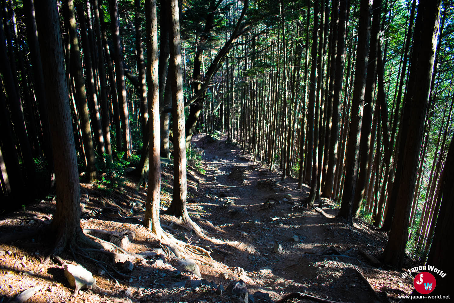 Chemin de descente dans la forêt vers Mitake