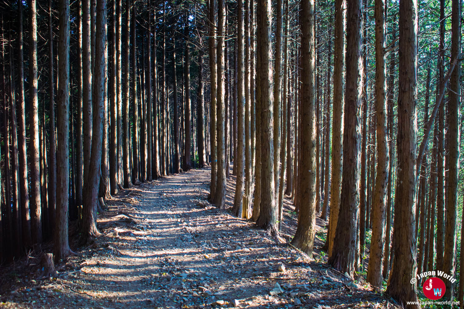 Allée rectiligne entre les sugi pendant la descente vers Mitake