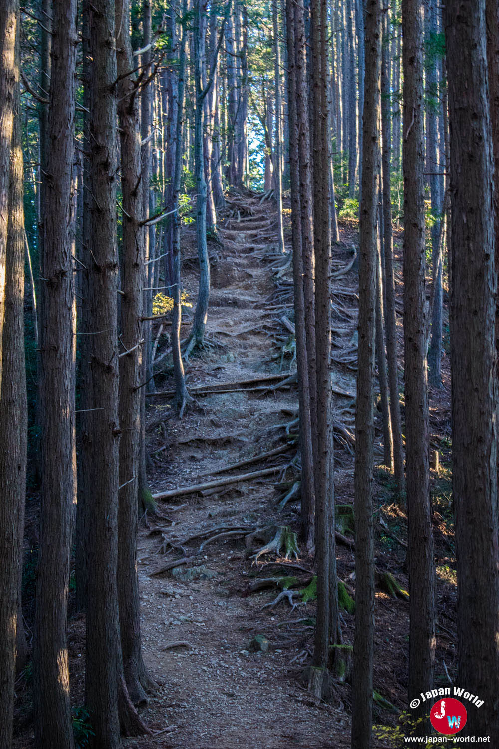 Sentier sombre entre les arbres pendant la descente de Takamizu-sanzan