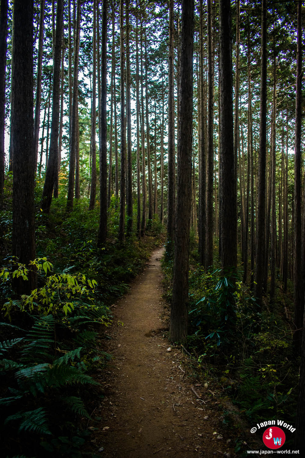 Étroit chemin forestier menant vers Mitake