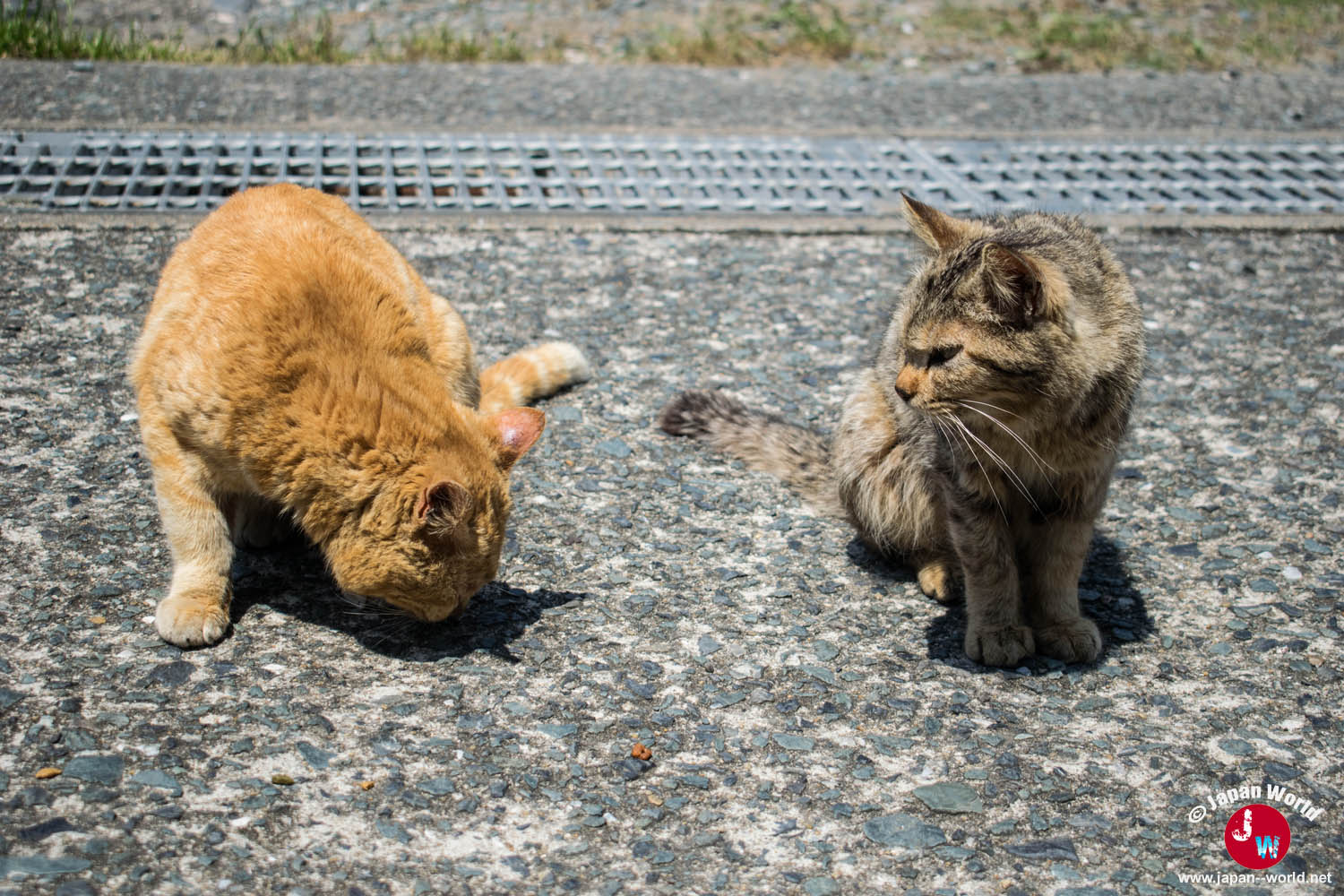 Deux chats assis près du port d'Ainoshima