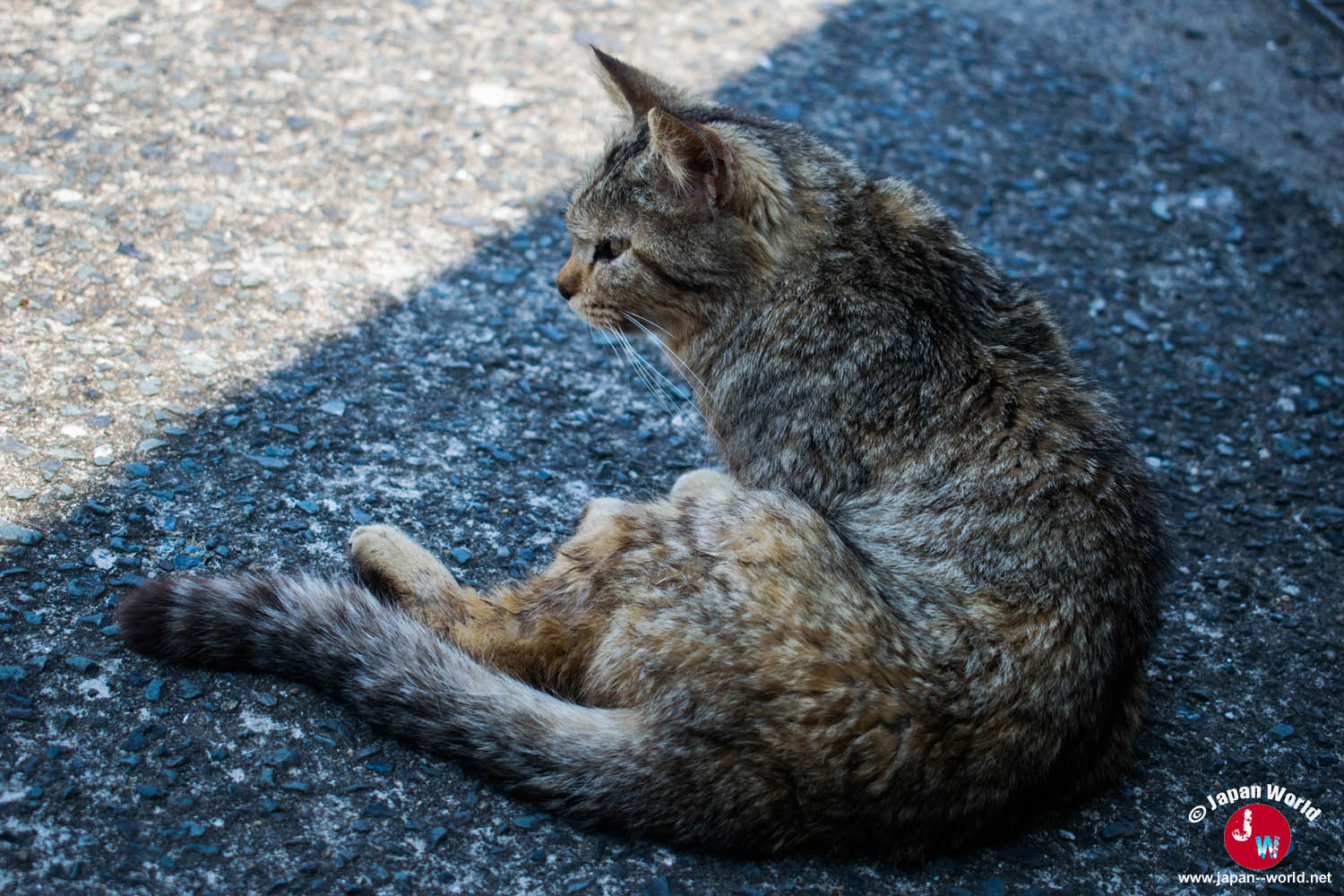 Chat tigré assis sur le sol à Ainoshima