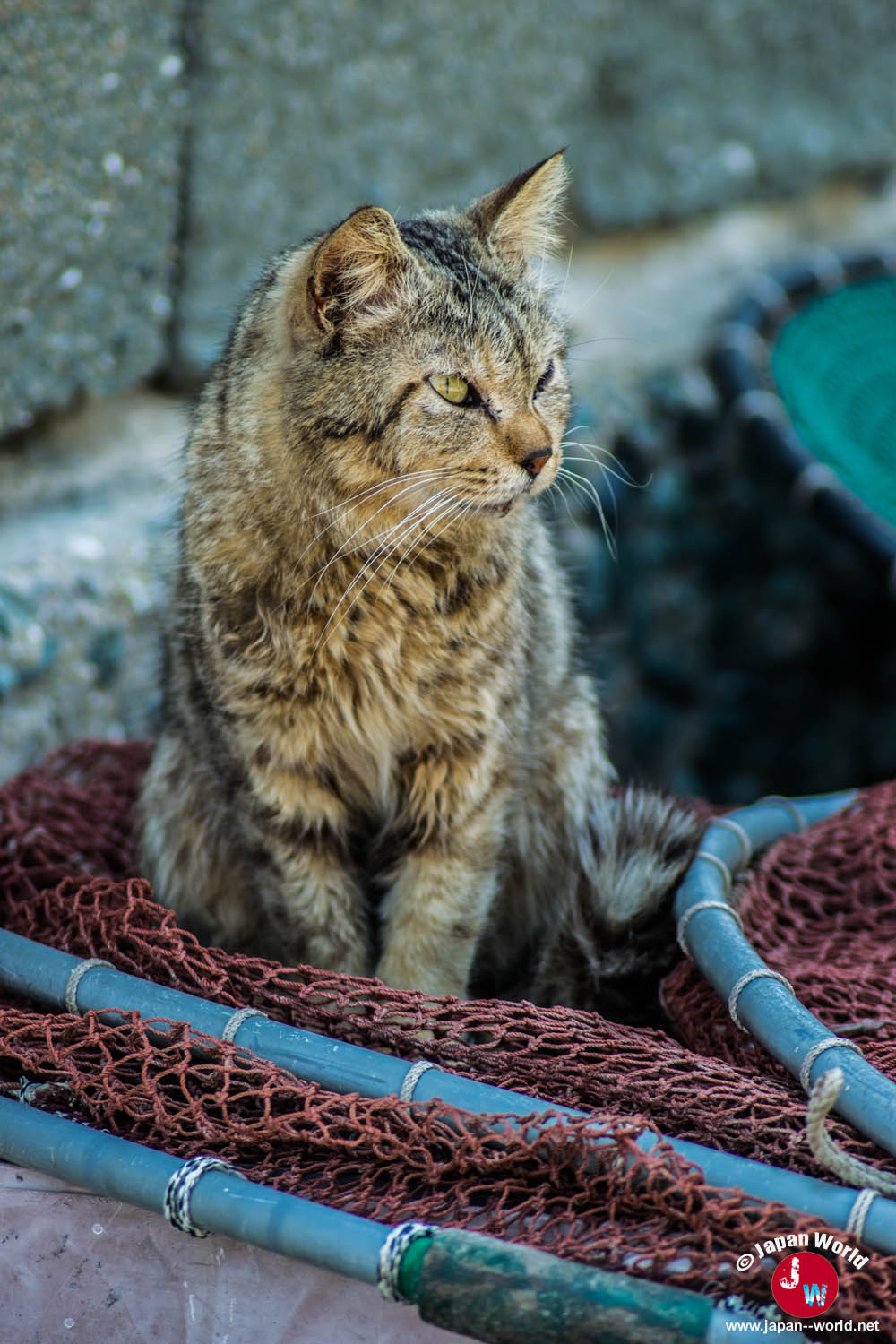 Chat tigré installé sur des cordages de pêche à Ainoshima
