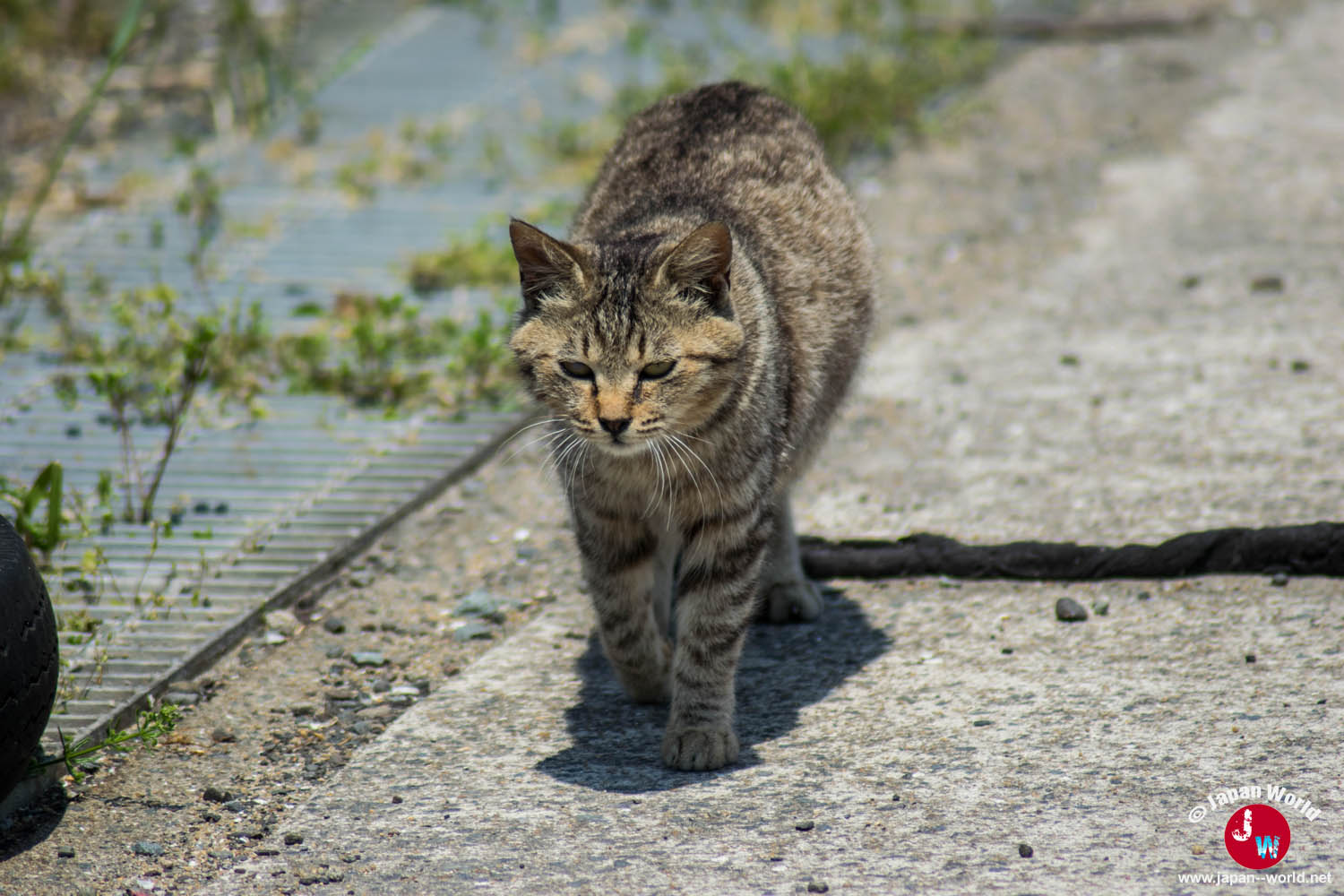 Chat tigré marchant sur une route d'Ainoshima