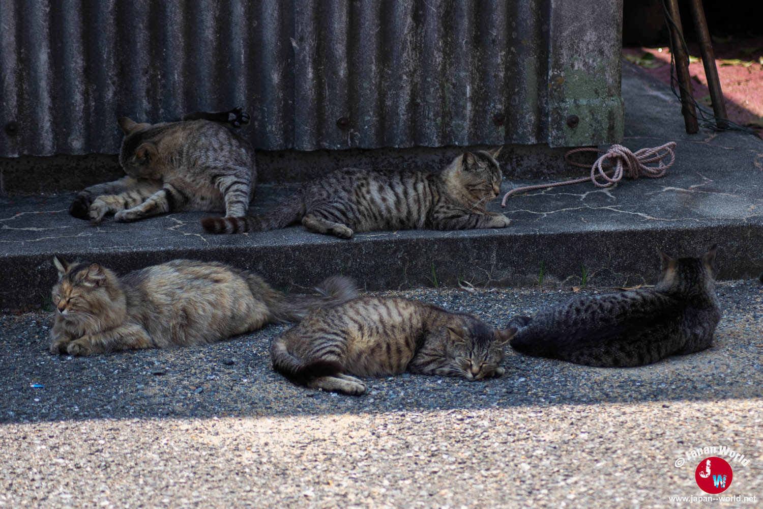 Groupe de chats allongés à l'ombre sur l'île d'Ainoshima