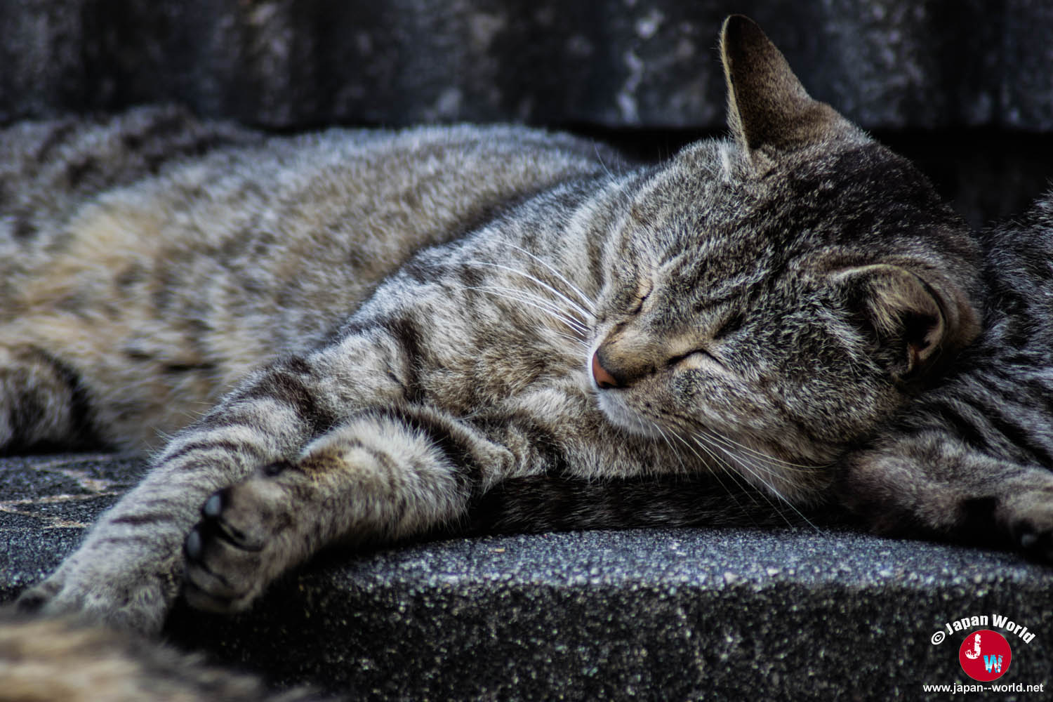 Chat tigré endormi sur une marche à Ainoshima