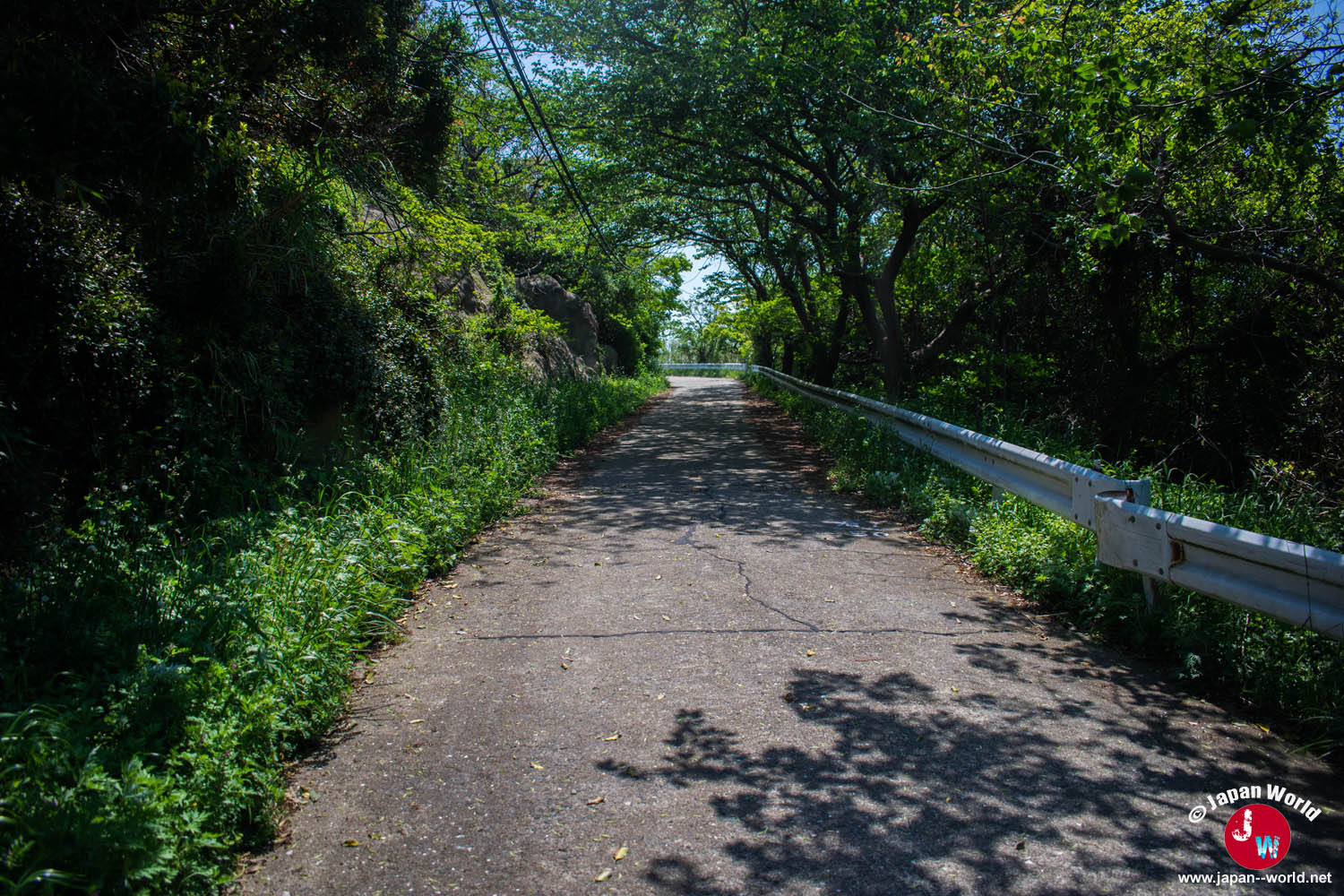 Route ombragée marquant le début du tour de l'île d'Ainoshima